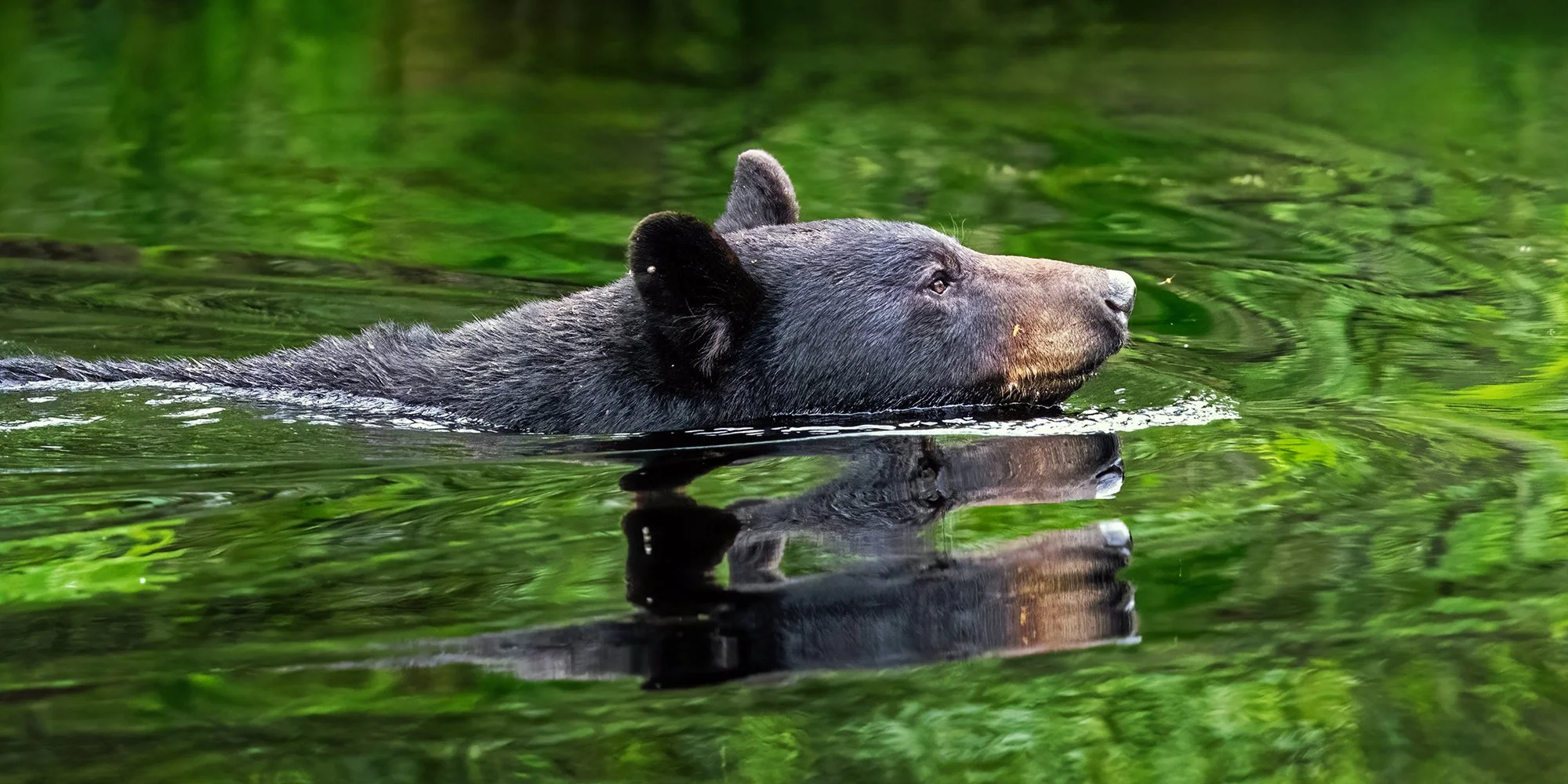 The Ultimate Photographers Guide to Wildlife at Alligator River NWR in NC
