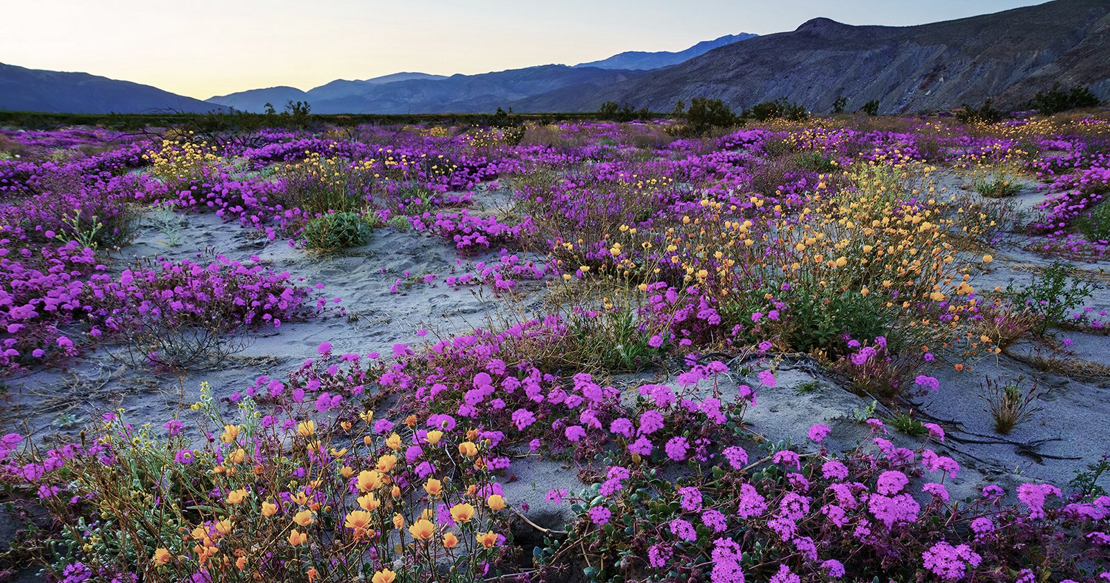 California Superbloom Guide for Photographers (2026)