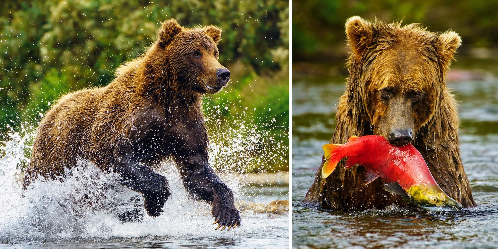 Alaska Bear Workshop Lead Images Wide Three Panel.jpg