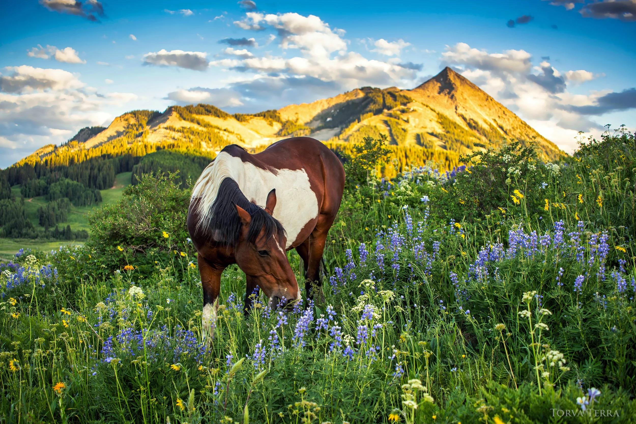 A brown and white pinto horse grazing in a vibrant meadow filled with blue and yellow wildflowers, with a mountain in the background under a partly cloudy sky.