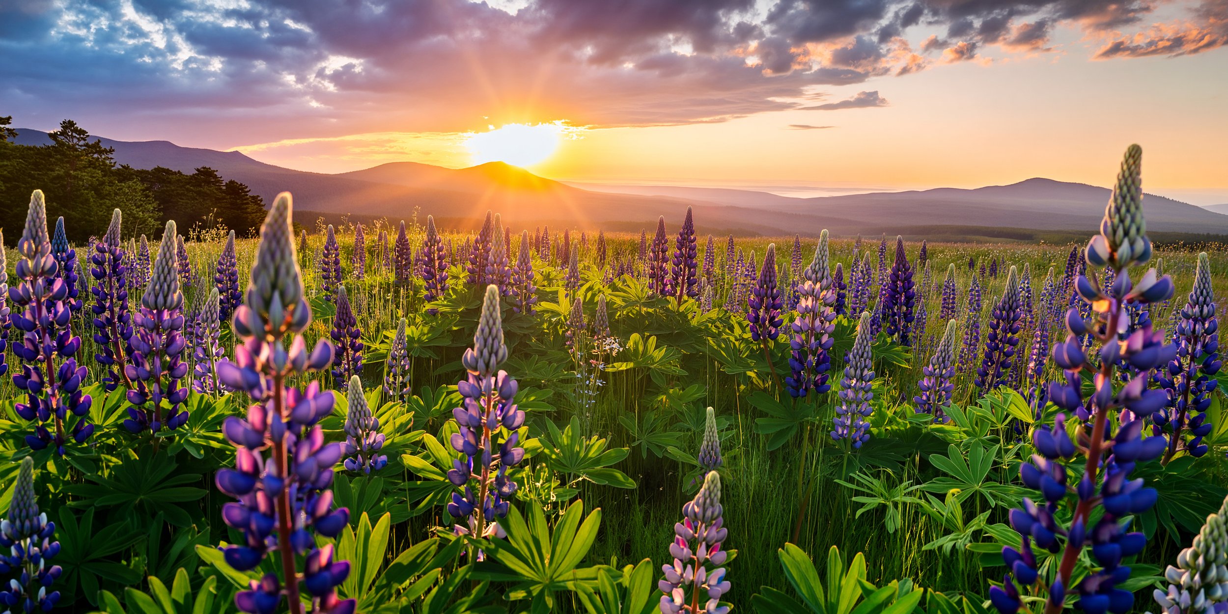 Wildflowers & Wild Skies New Hampshire 2026