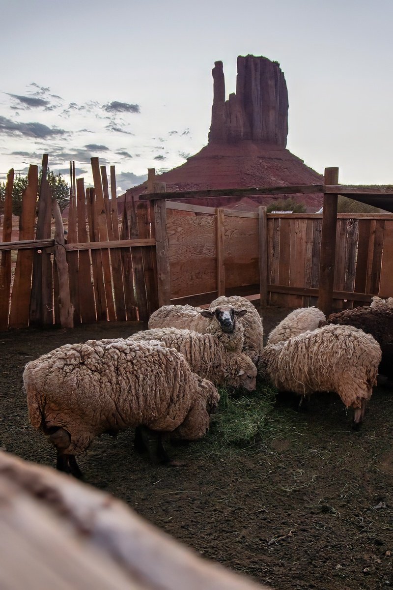 A small flock of sheep resting inside a fenced area, with large rock formations in the background at sunset.