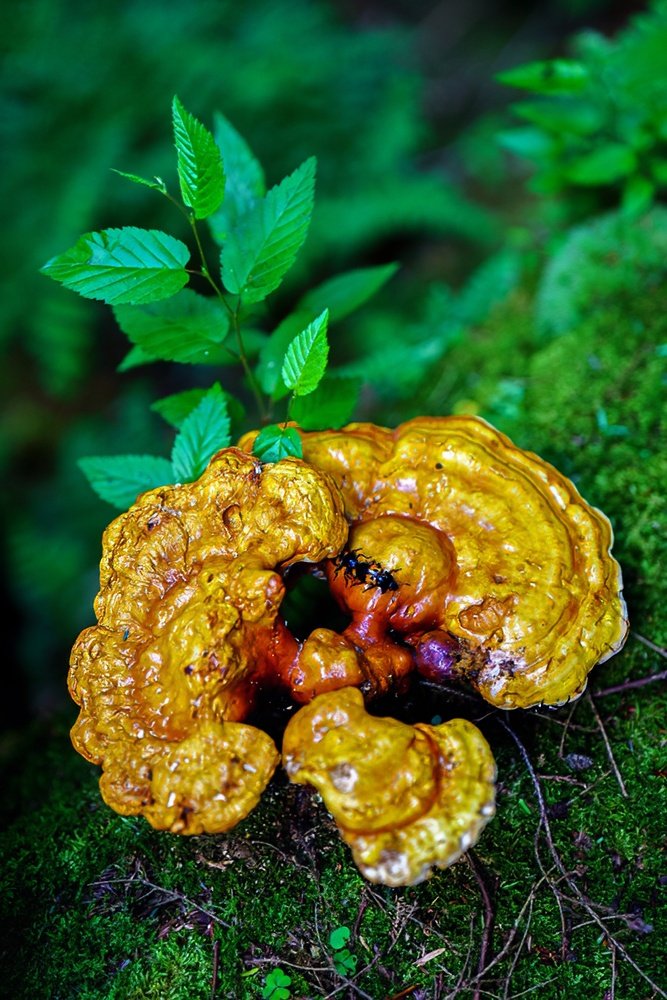 Ancient Forest 6 by Kate G.jpg