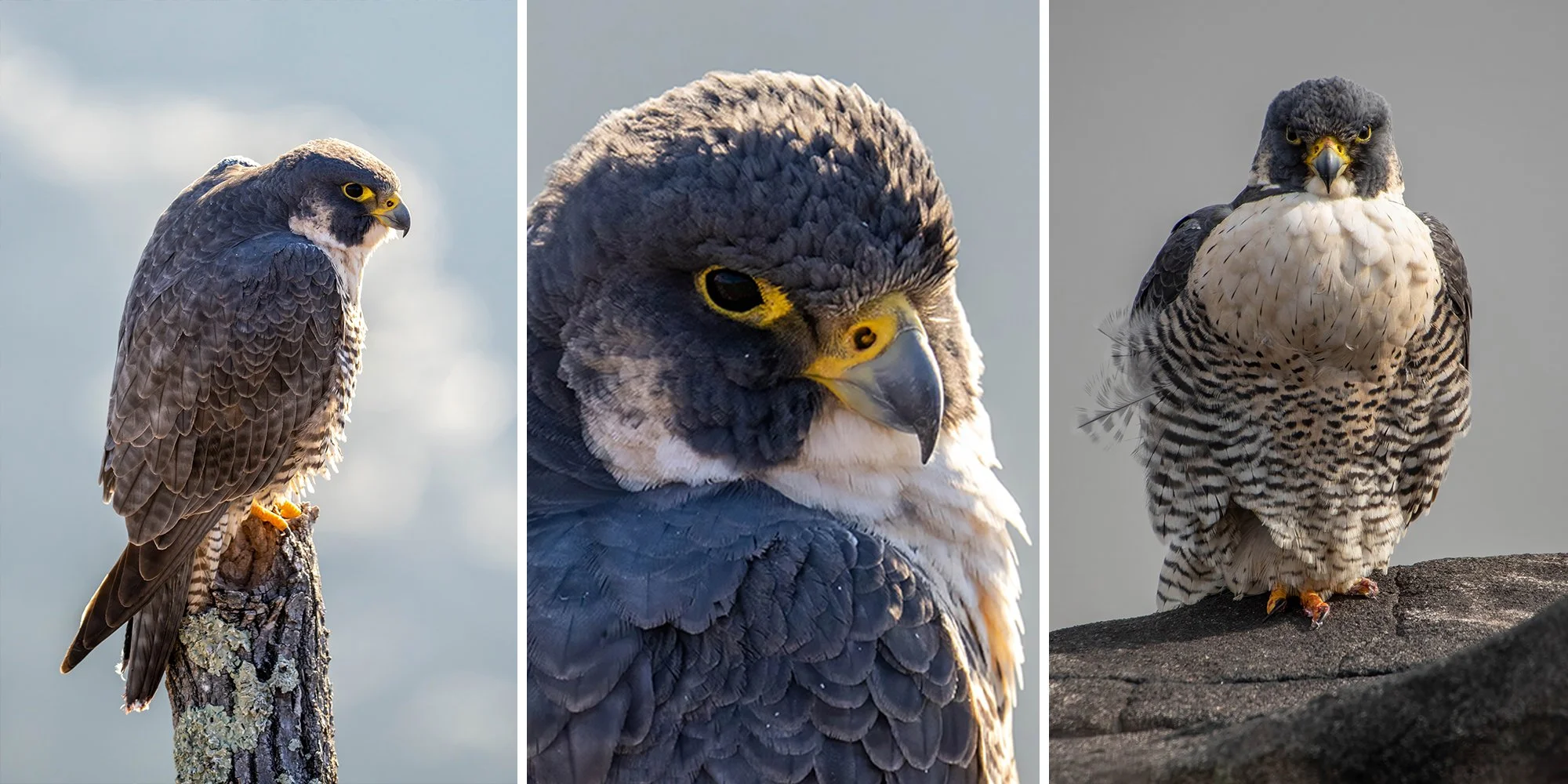 Peregrine Workshop Lead Images Wide Three Panel.jpg