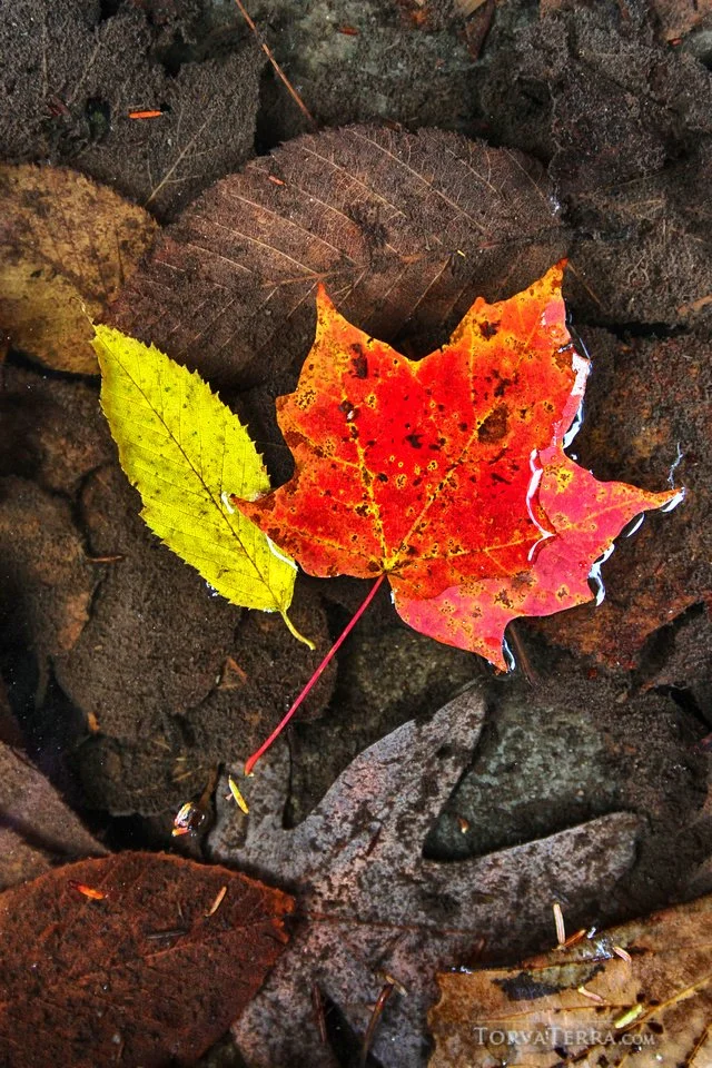 Colorful autumn leaves on damp soil, including a bright yellow leaf and a red and orange leaf, with various other brown and gray leaves in the background.