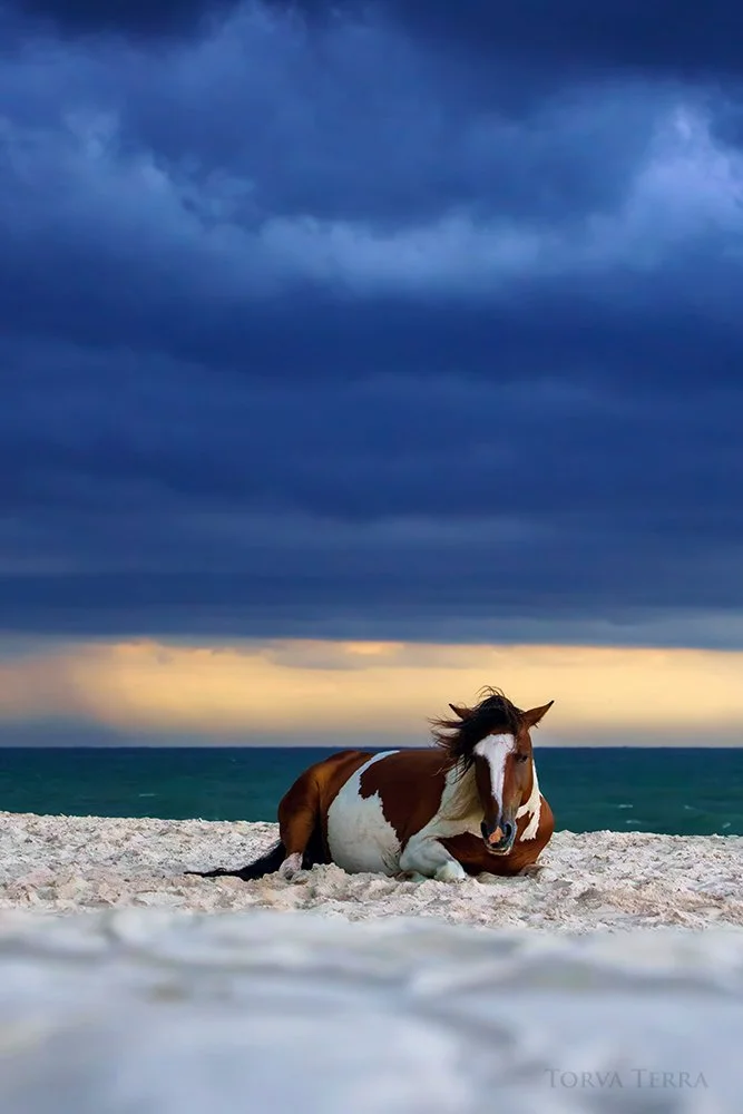 A horse lying on a sandy beach with a stormy sky overhead and the ocean in the background.