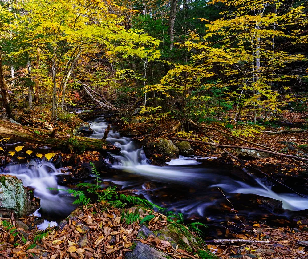 A small mountain stream flowing through a dense forest with autumn foliage and fallen leaves.