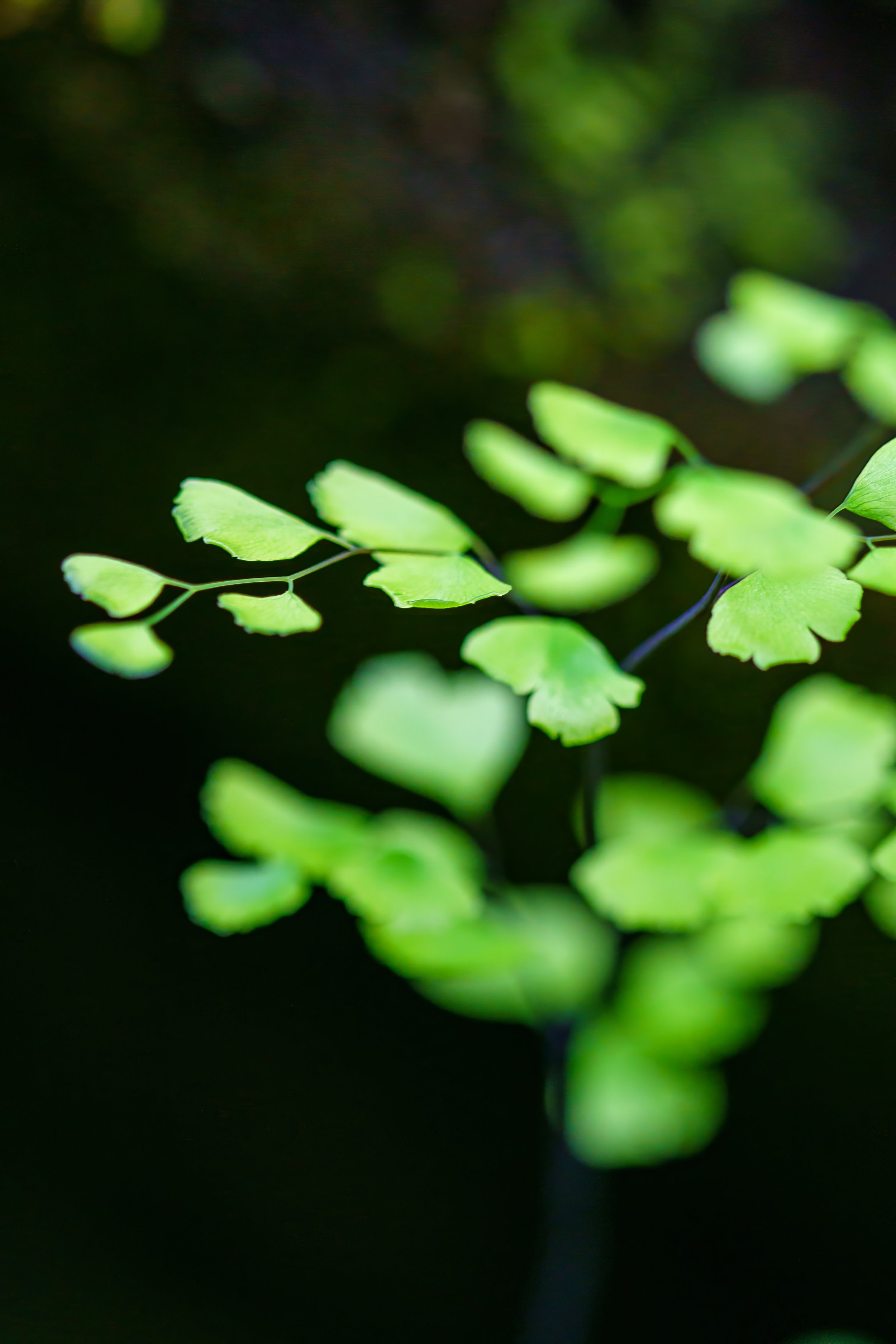 Chronicle Garden Test 13.jpg