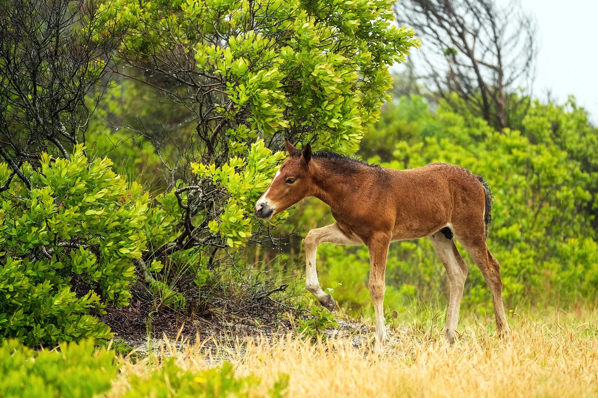 Wild Foal Sunshower by Kate G Torva Terra websize2k.jpg