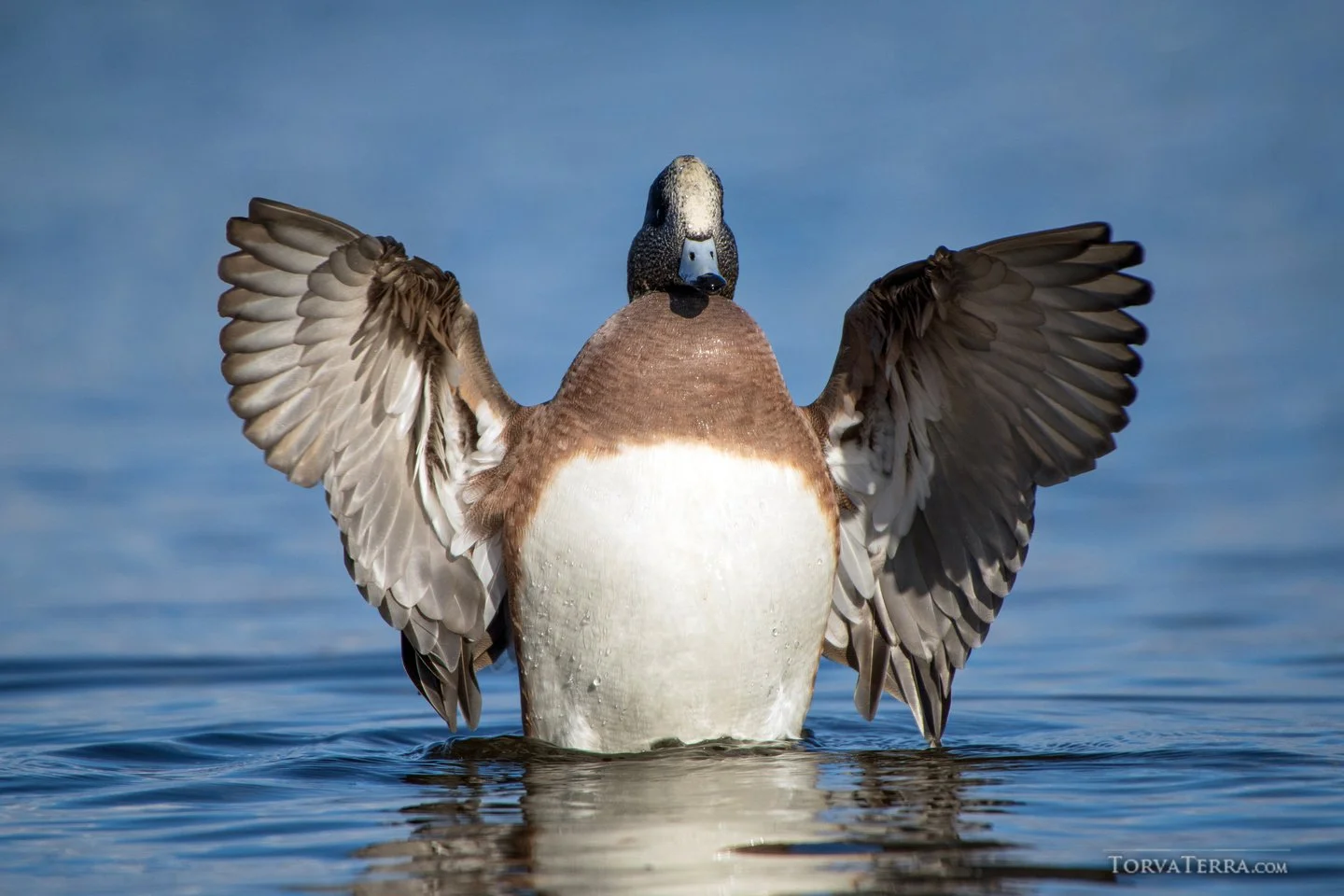 A close-up of a mallard duck with its wings spread wide, standing in water against a blue sky background.