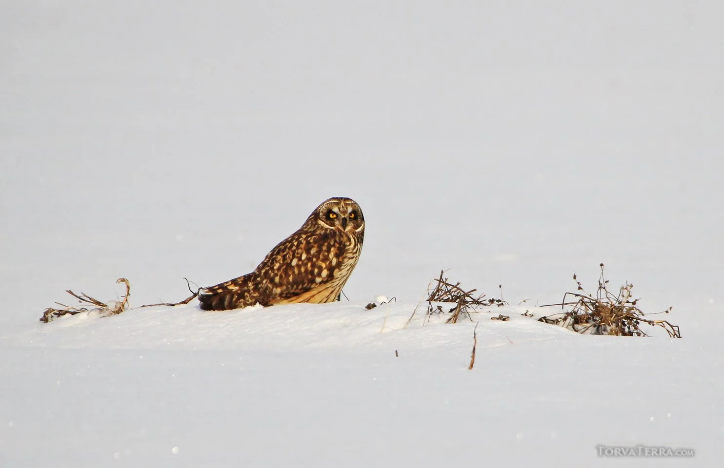 A brown and white speckled owl resting on snow with dry twigs nearby.