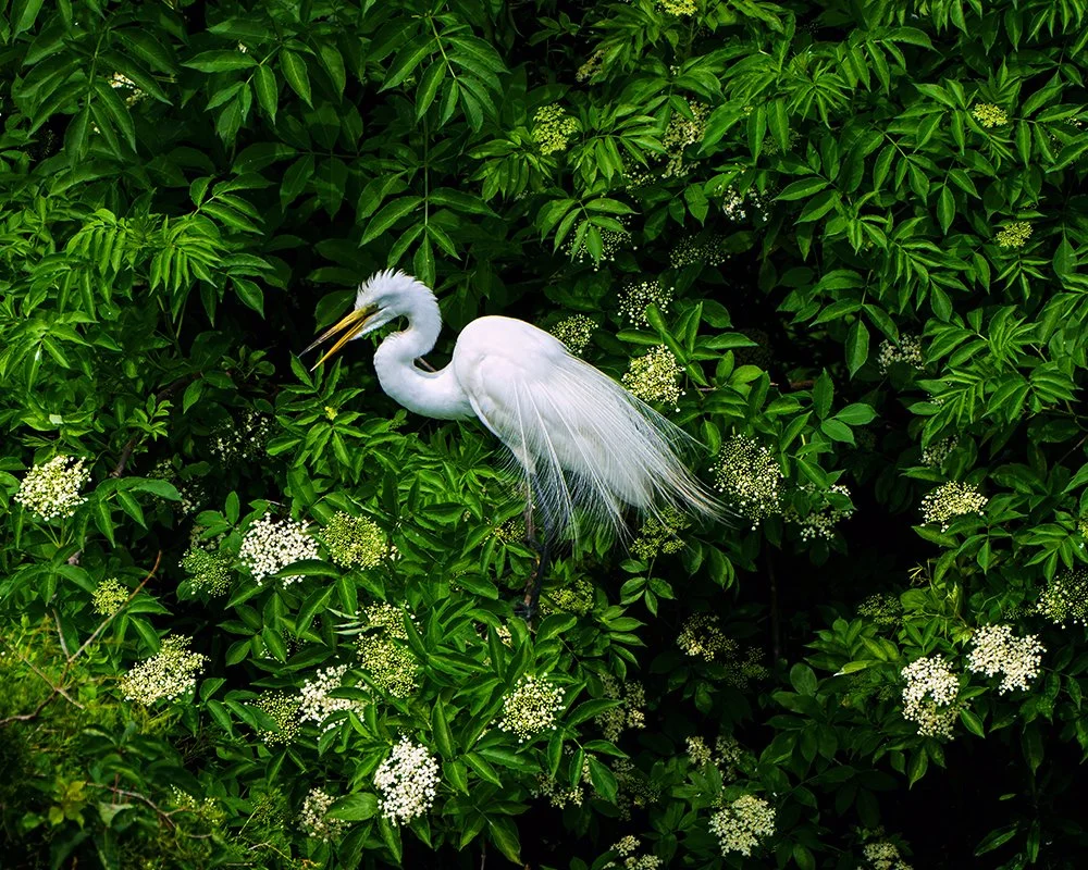 A white egret standing among green leafy foliage with small white flowers