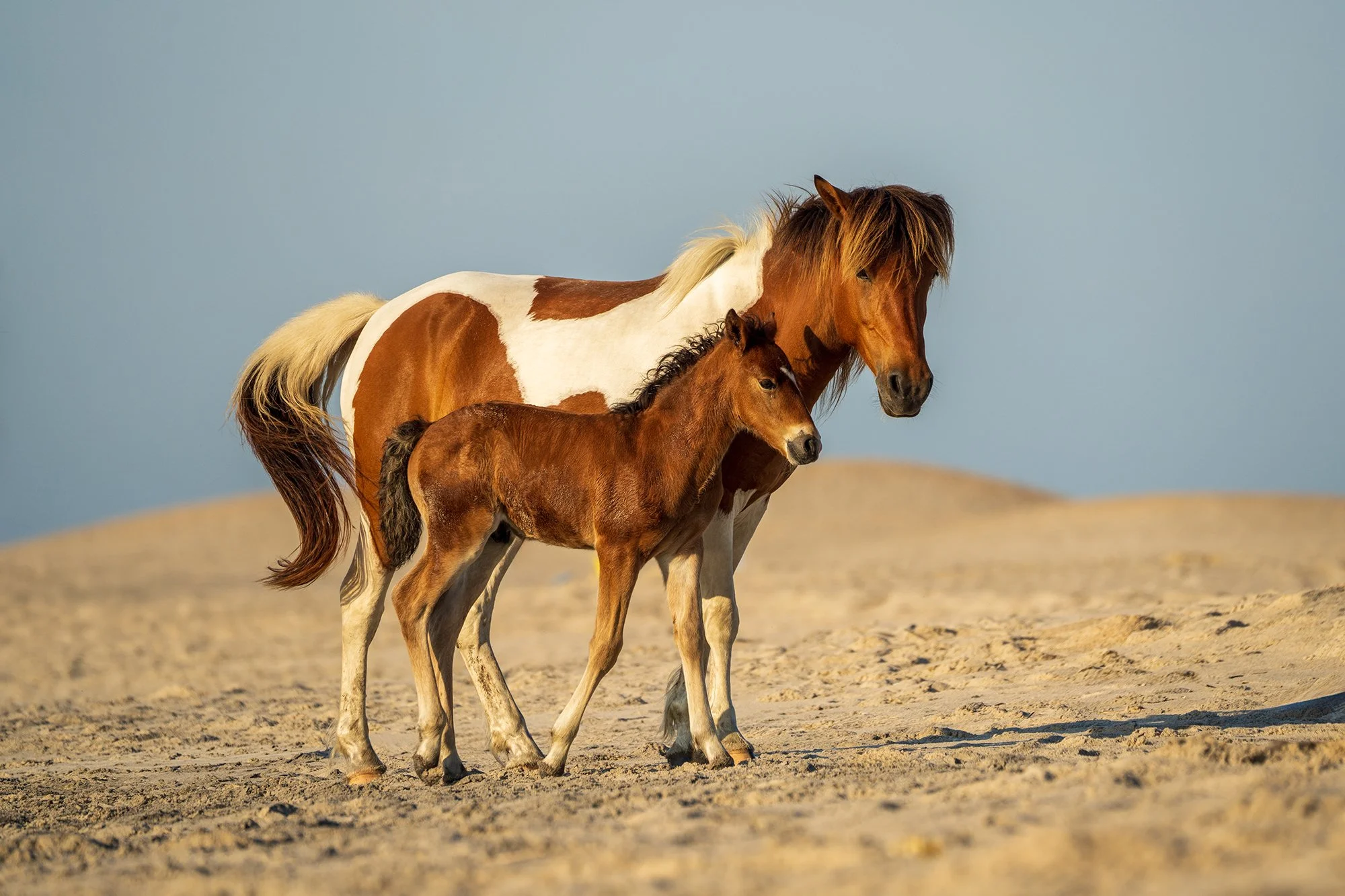Wild Mare and Foal by Kate G Torva Terra websize2k.jpg