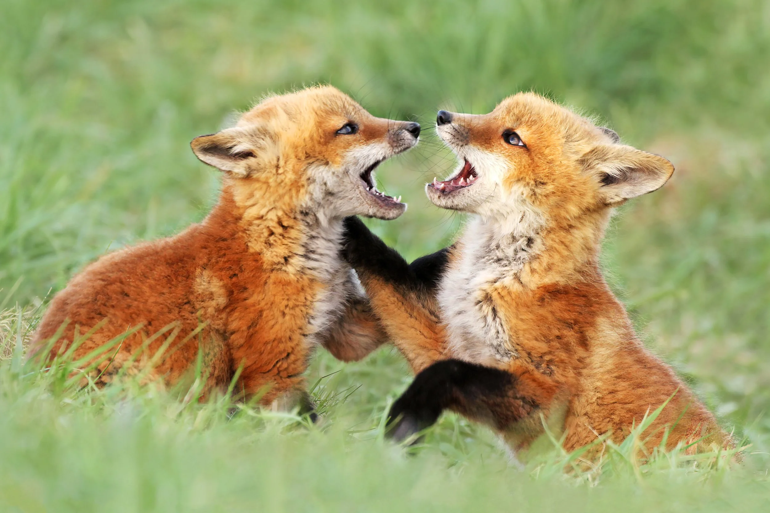 foxkitfight2 by Kate G Torva Terra.jpg