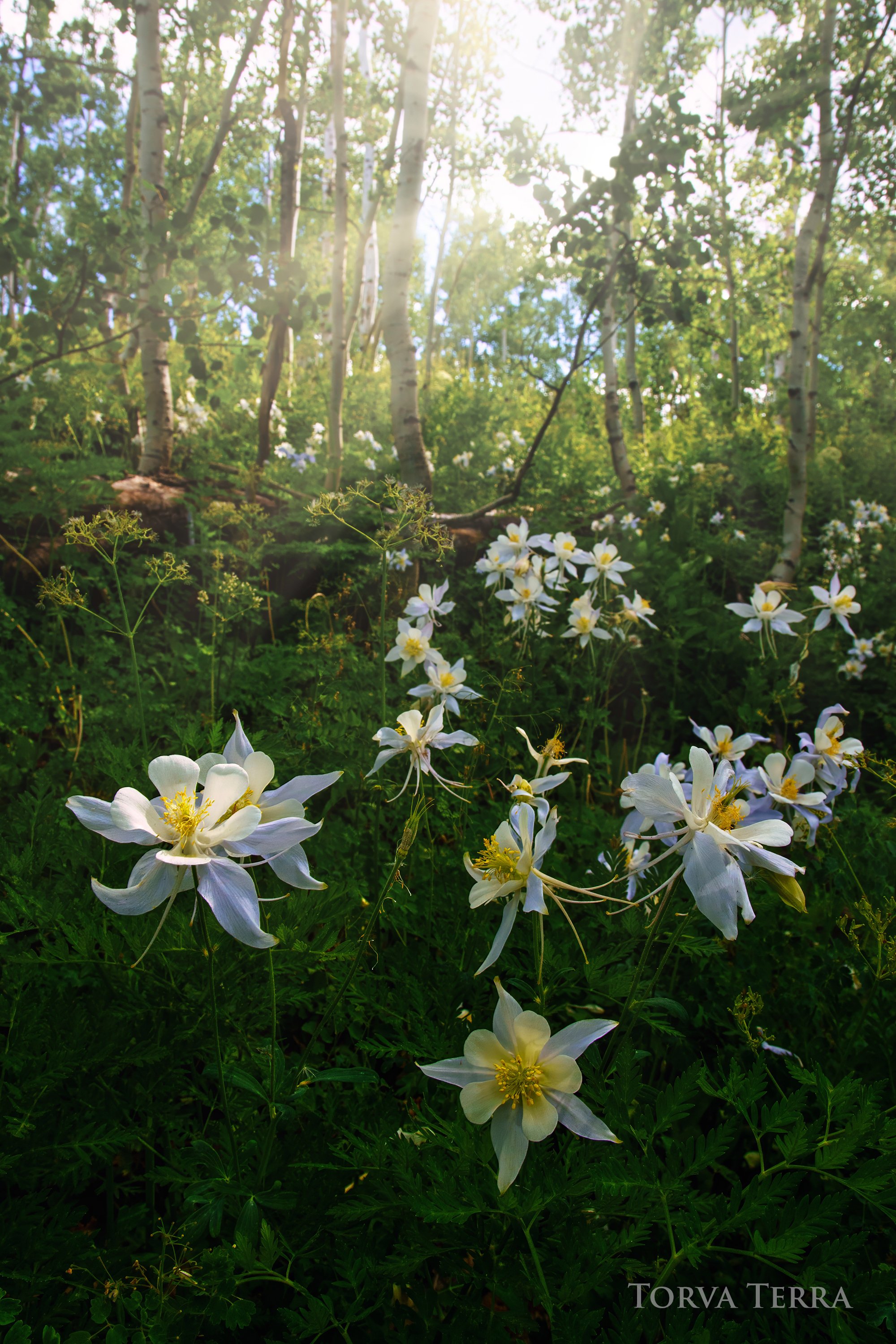 Wildflowers blooming in a green forest with sunlight filtering through trees.