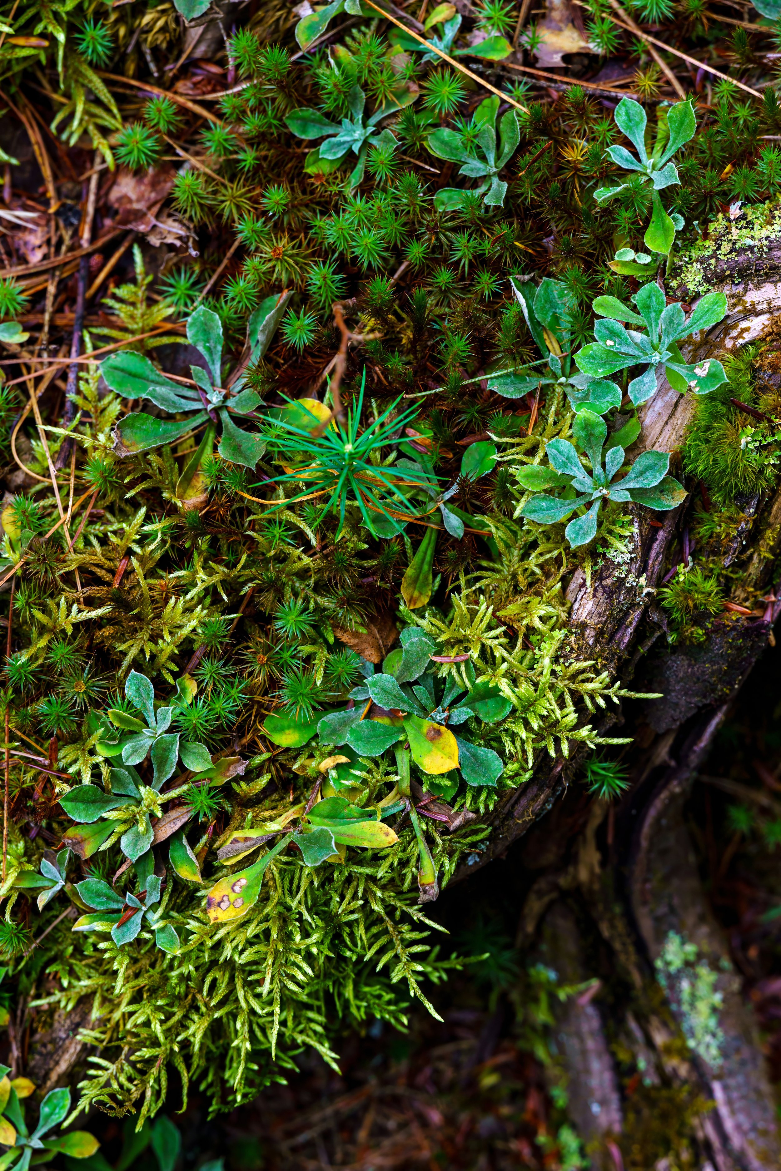 DSC07981-1-t-denoise.jpg