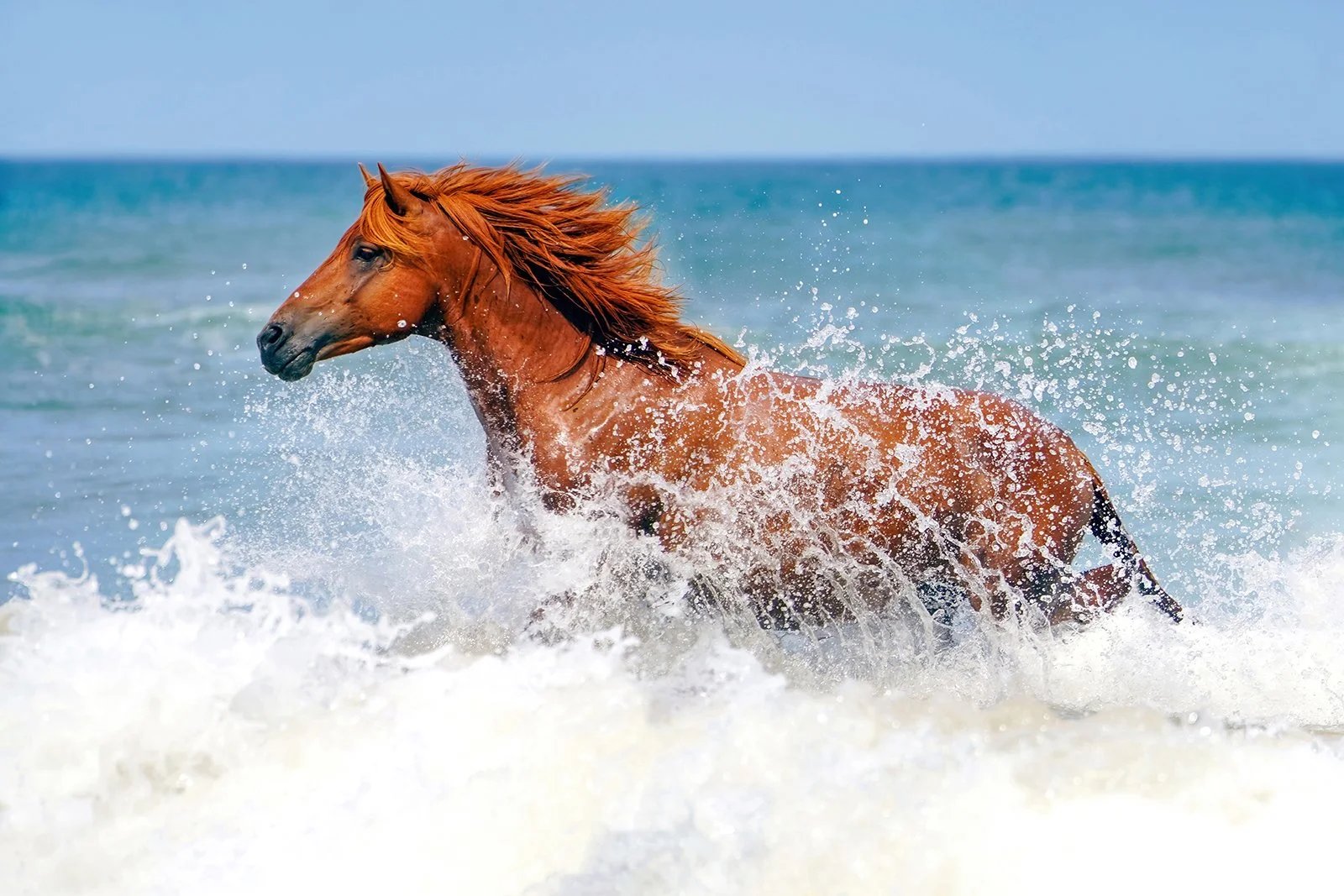 Wild and Free by Kate G Torva Terra 1600px.jpg