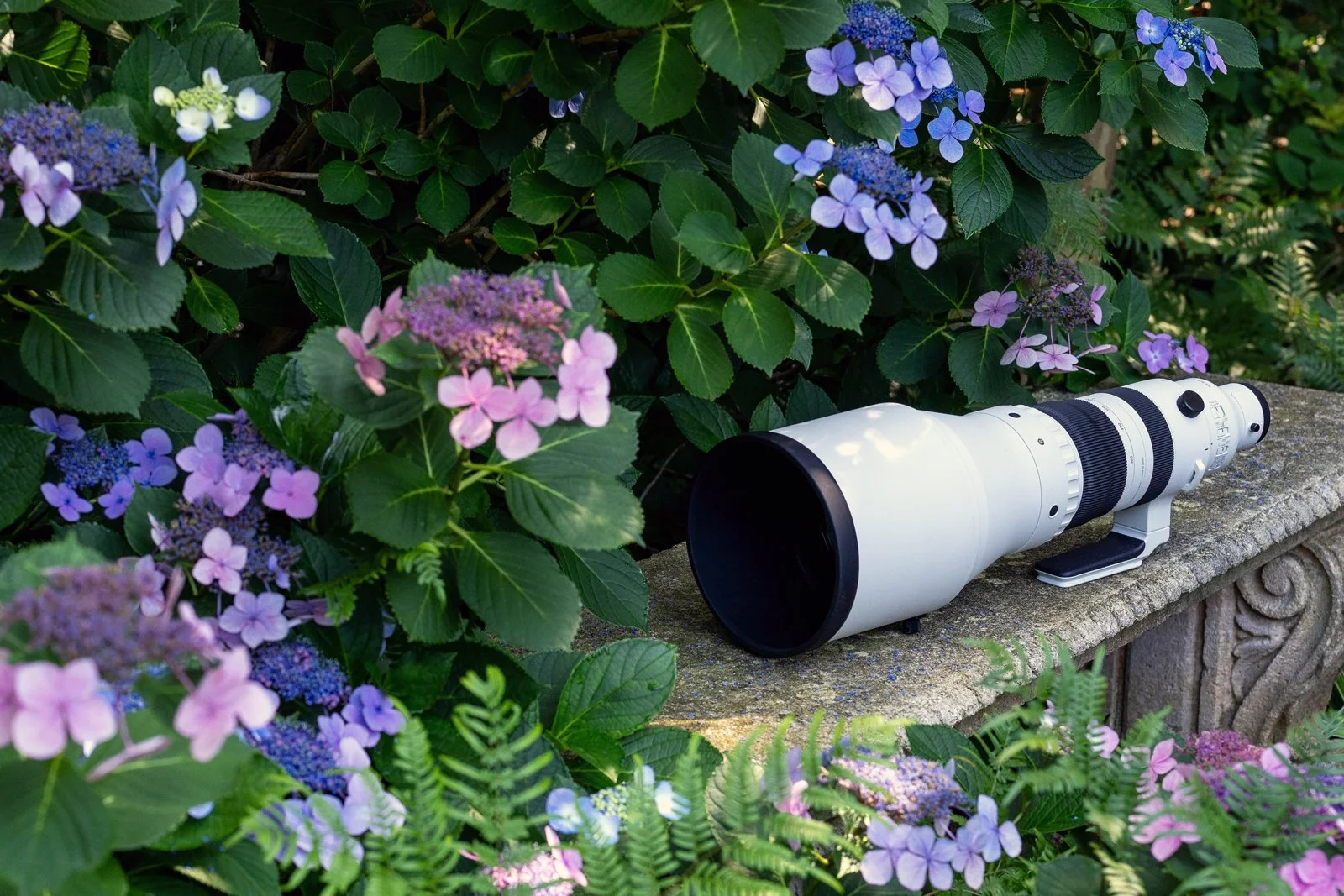 Sigma 300-600mm PetaPixel Kate G 4.jpg