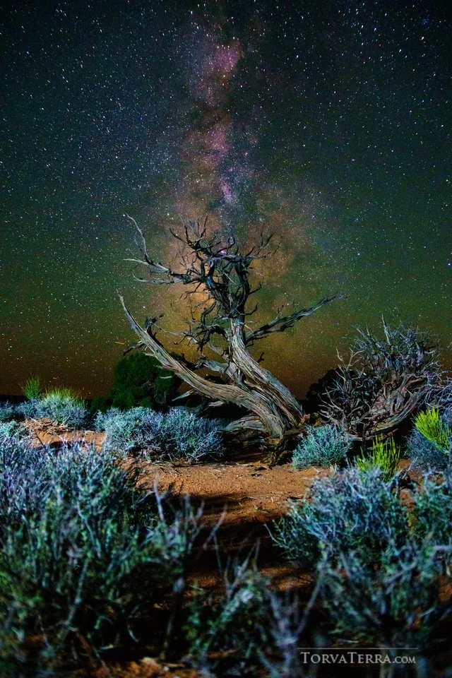 A solitary, twisted, dead tree in a desert landscape under a vivid, starry night sky with the Milky Way galaxy visible.