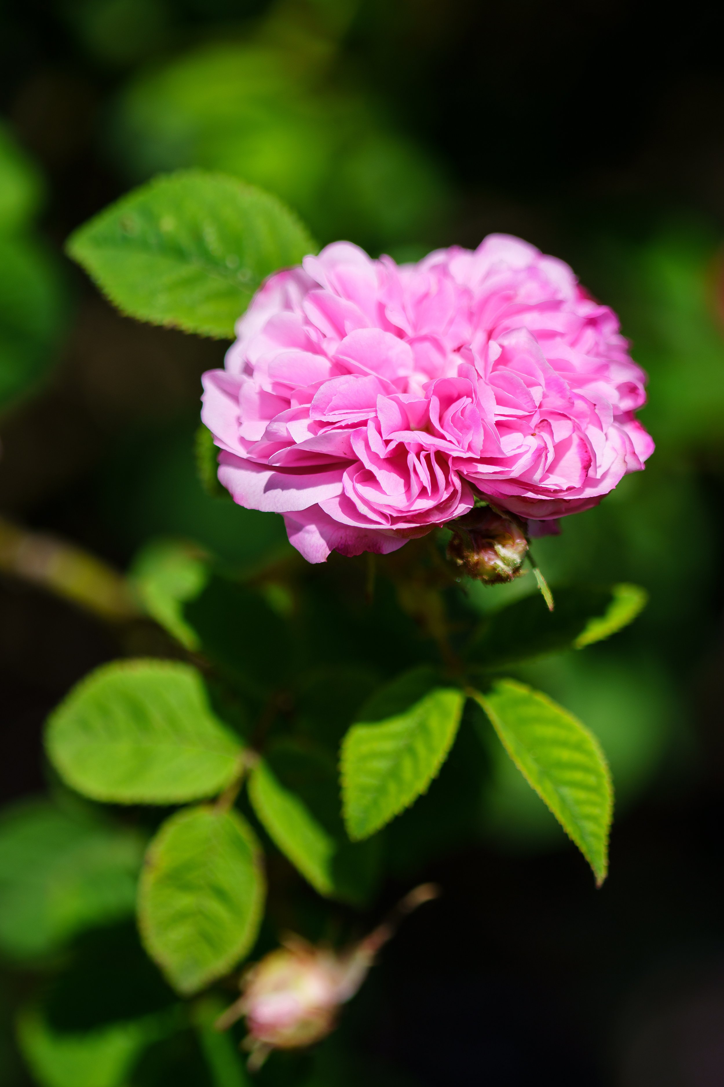 Chronicle Garden Test 1.jpg