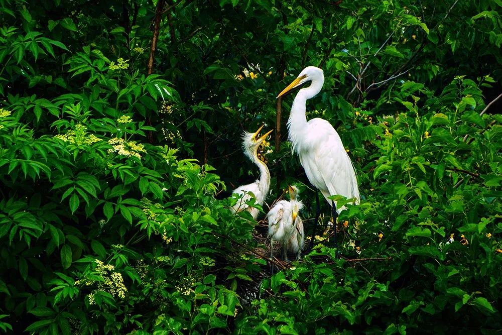 An adult white heron standing among green foliage with four heron chicks in a nest.