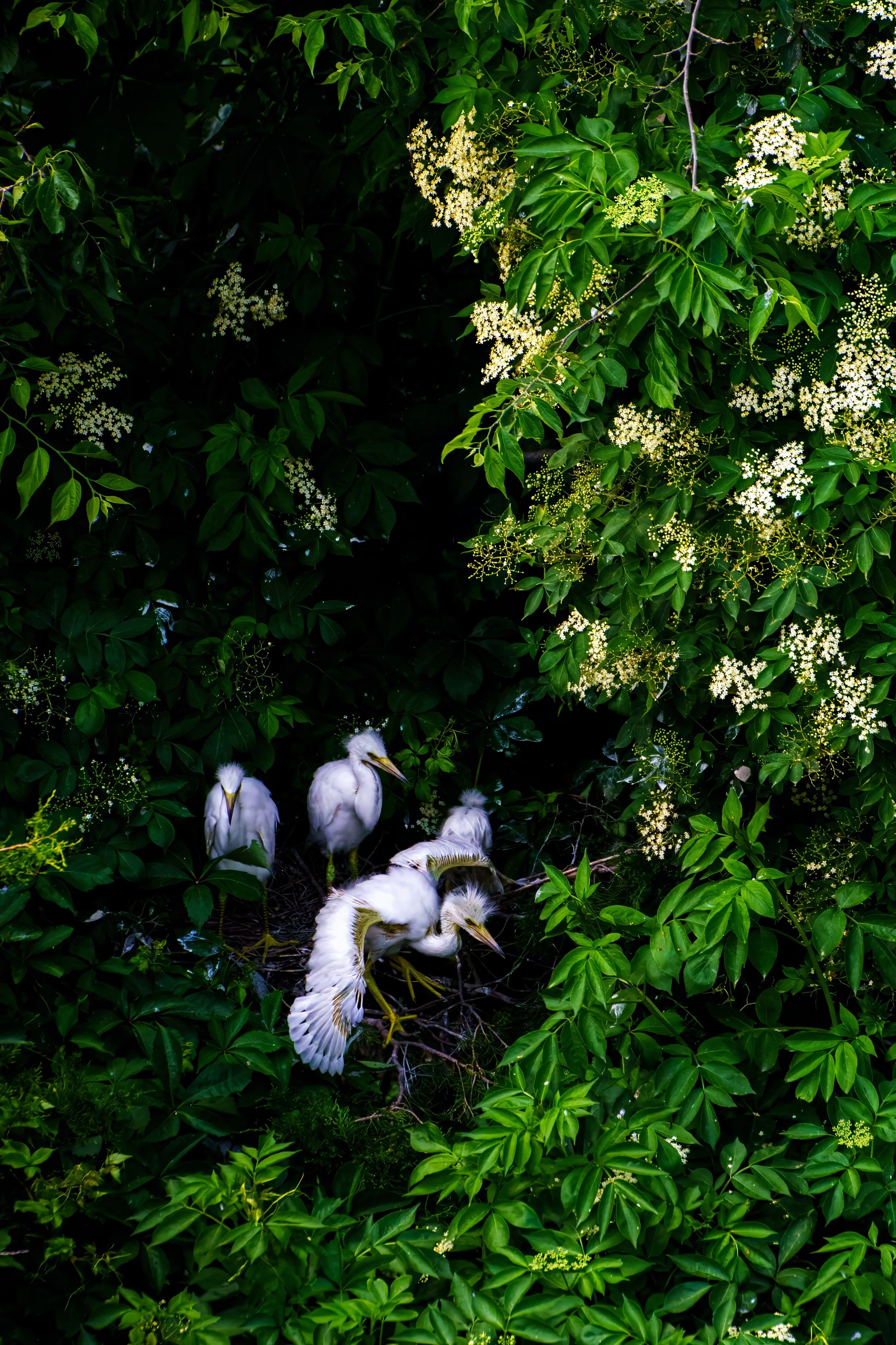 A group of five white heron chicks in a nest surrounded by lush green foliage and small white flowers.