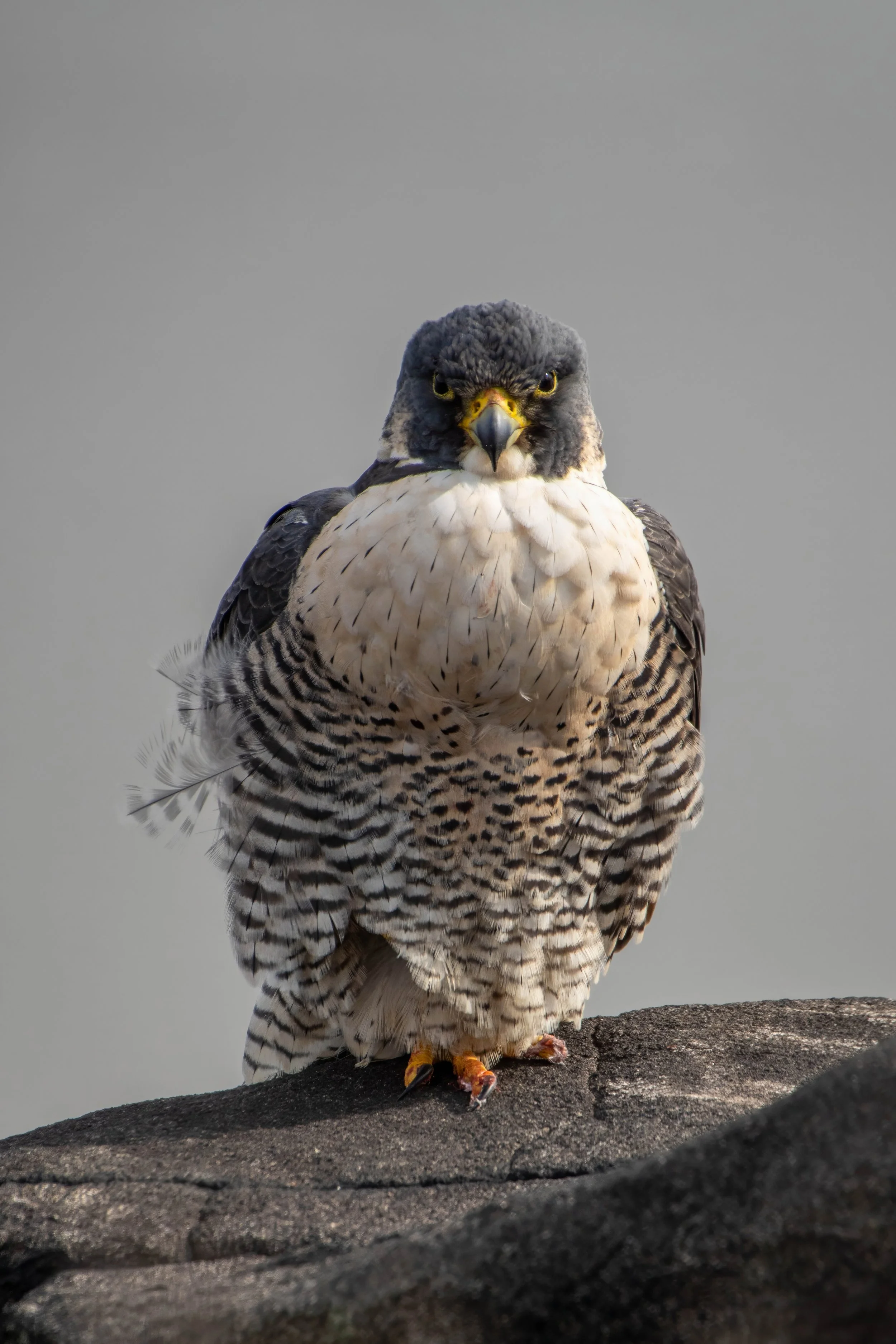 A close-up of a bird of prey, possibly a falcon, with a dark head, sharp yellow beak, and patterned white and brown feathers, perched on a rock against a plain gray background.