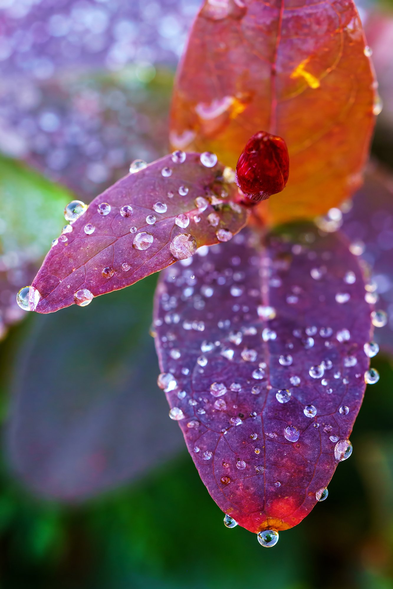 Tamron 90mm f2.8 Di III VXD for Sony E by Kate G TorvaTerra 5.jpg