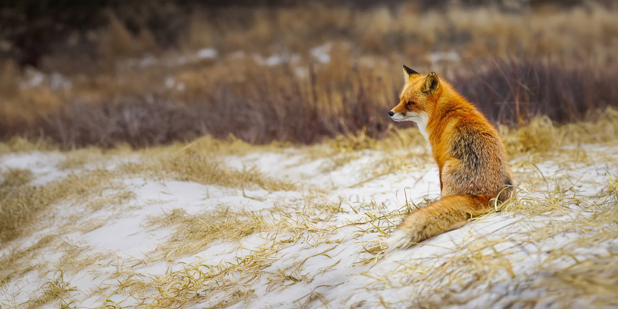 DSC04033w-1web by Kate G Torva Terra.jpg