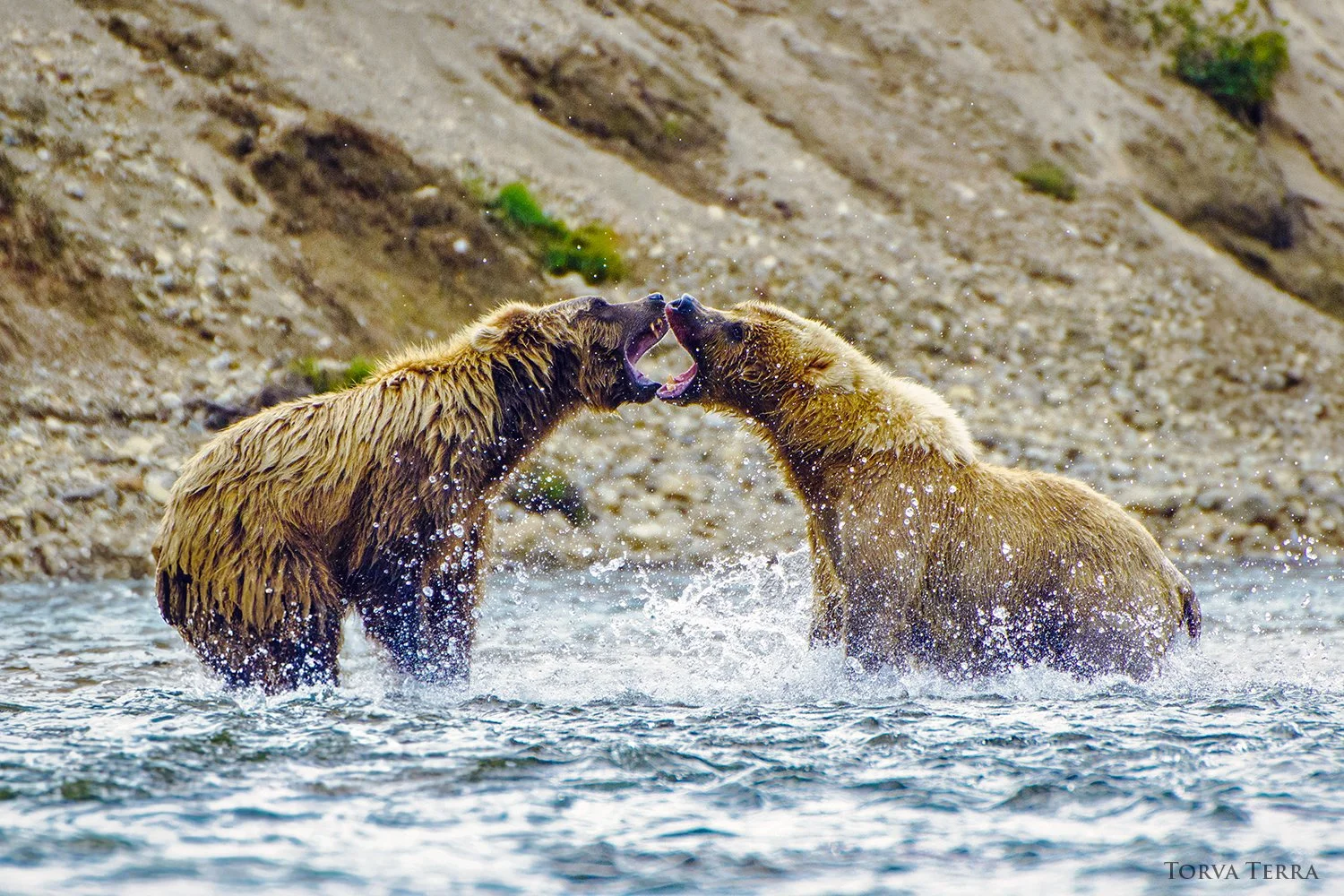 Two bears fighting in a river with rocky banks.