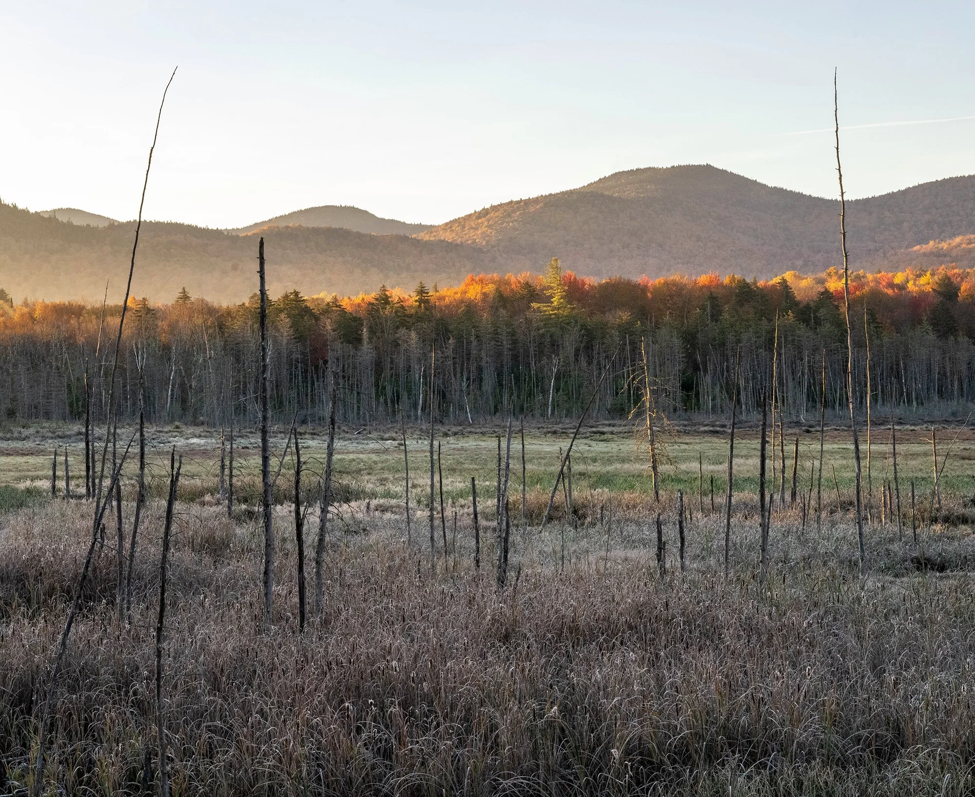 A landscape scene of a marshy field with dead trees, a forest with colorful autumn trees in the background, and distant rolling mountains under a clear sky.