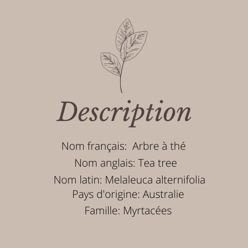 Description arbre à thé.png