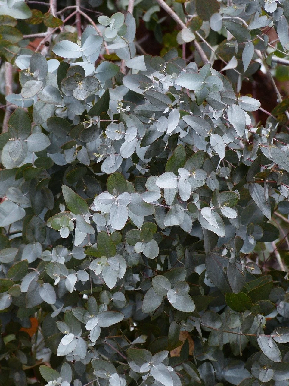 image d'eucalyptus radié
