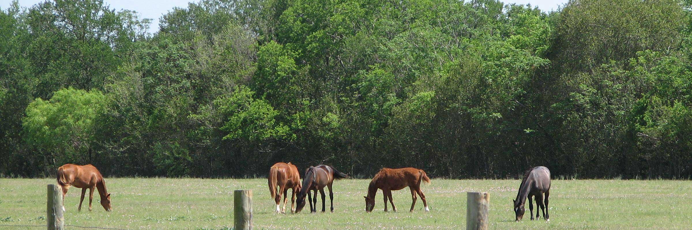 Facility — Rio Vista Farm