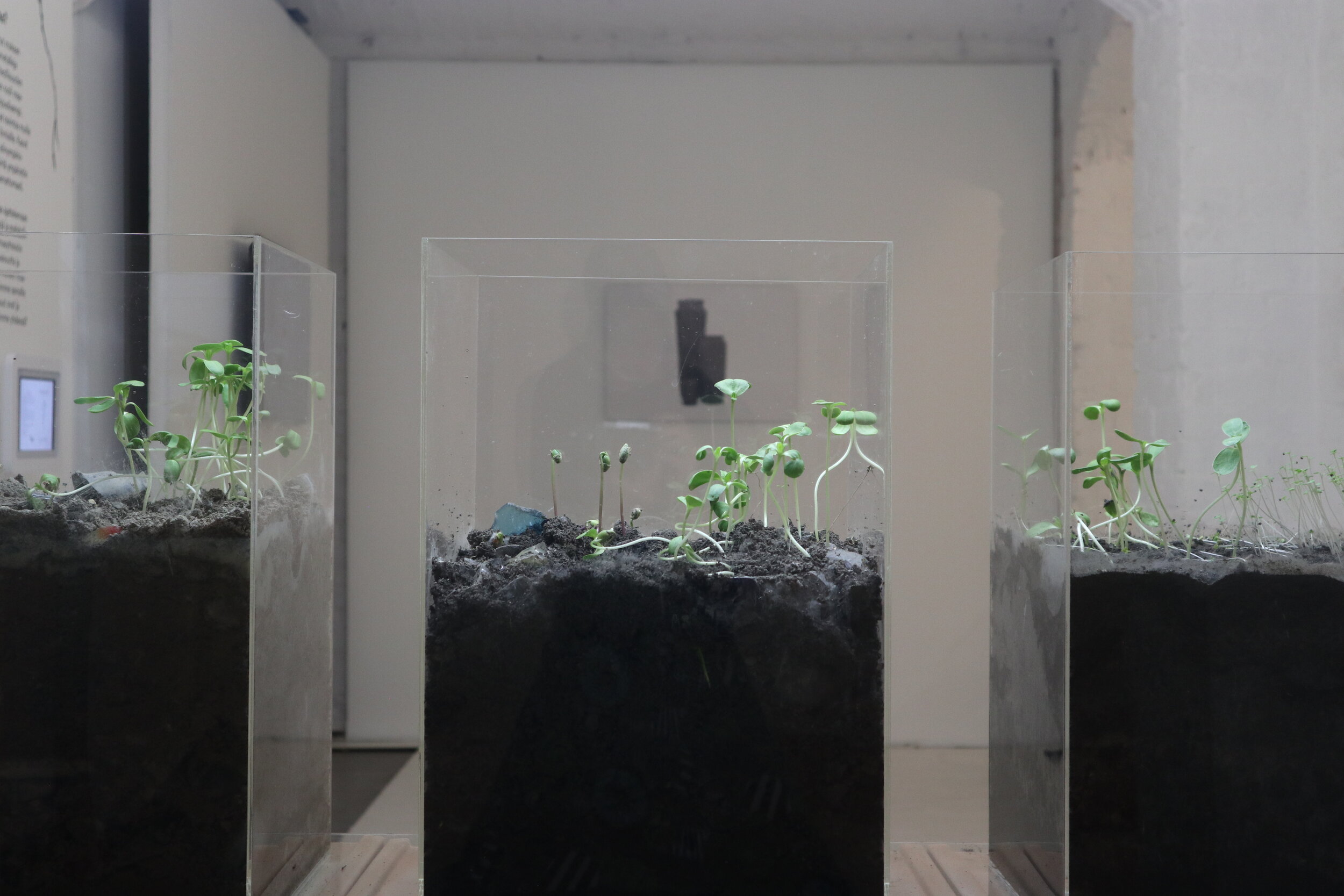   The process of germination and growth of the plants can be followed in the Soil Matters exhibition space. Photo: Tzuyu Chen  