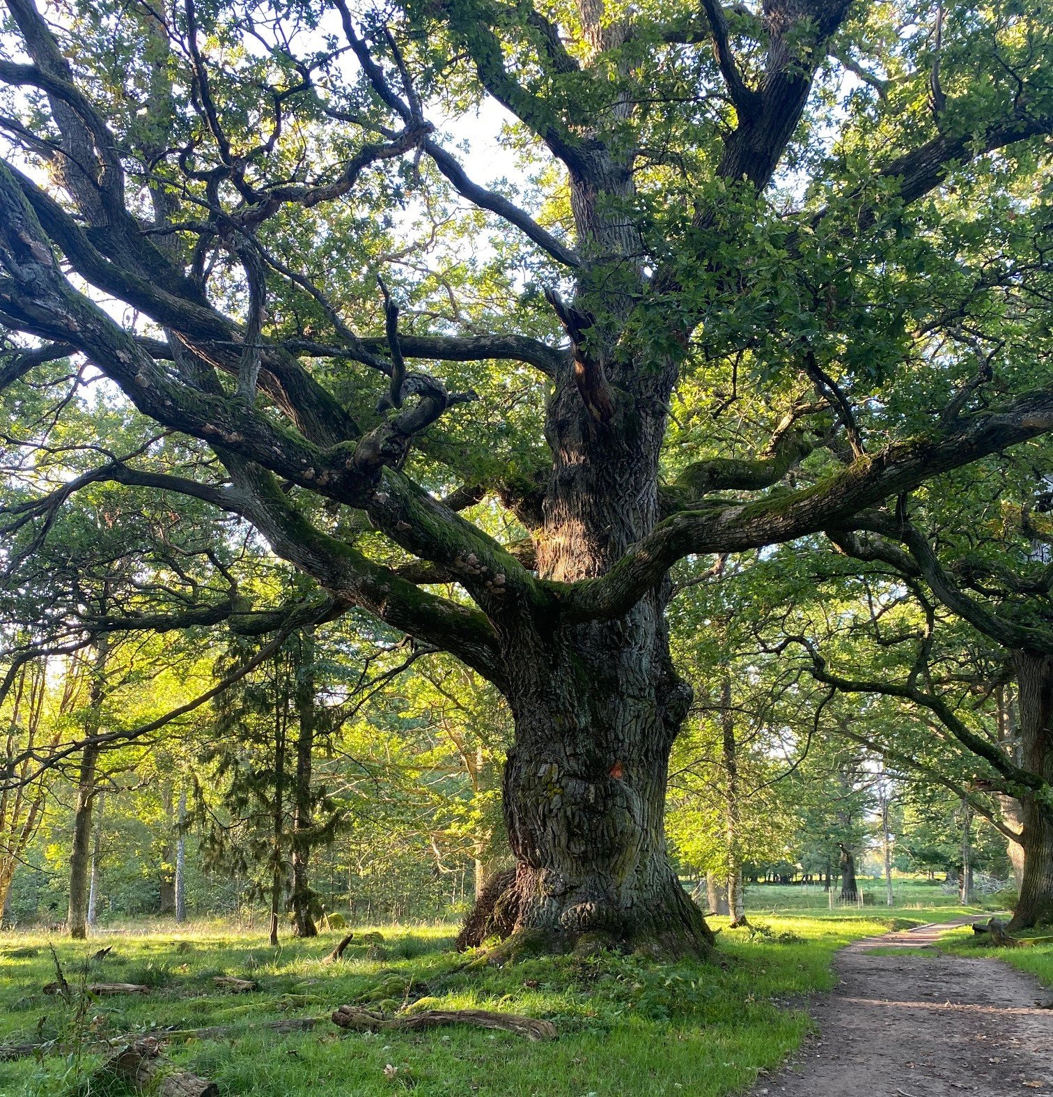 An old oak in the Ekudden nature reserve in Mariestad_Photo_Sara Hulkkonen_.jpg