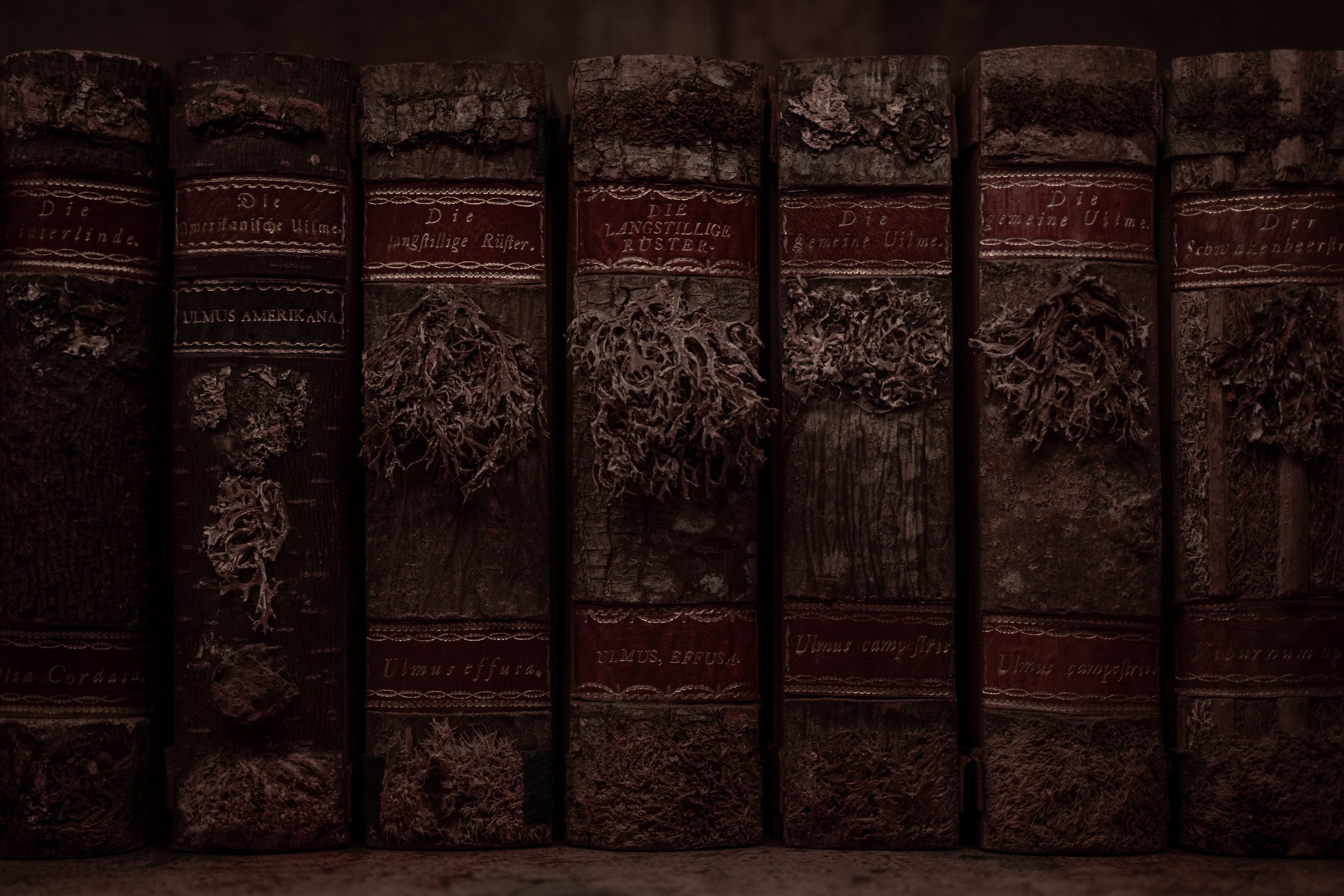 Stahov Library 3.jpg