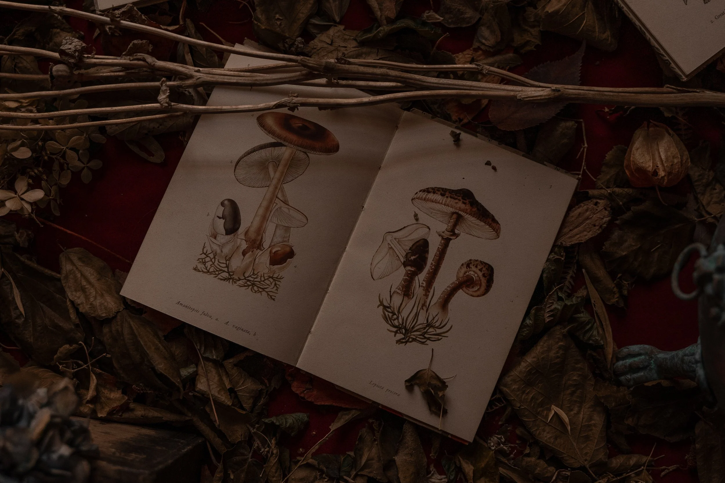 Strawberry Hill 4.jpg