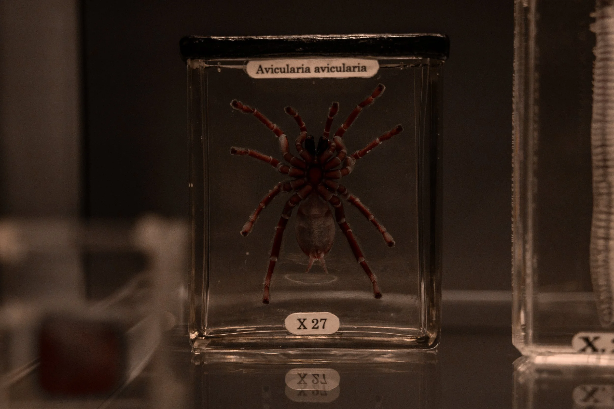 Hunterian Museum 4-2.jpg