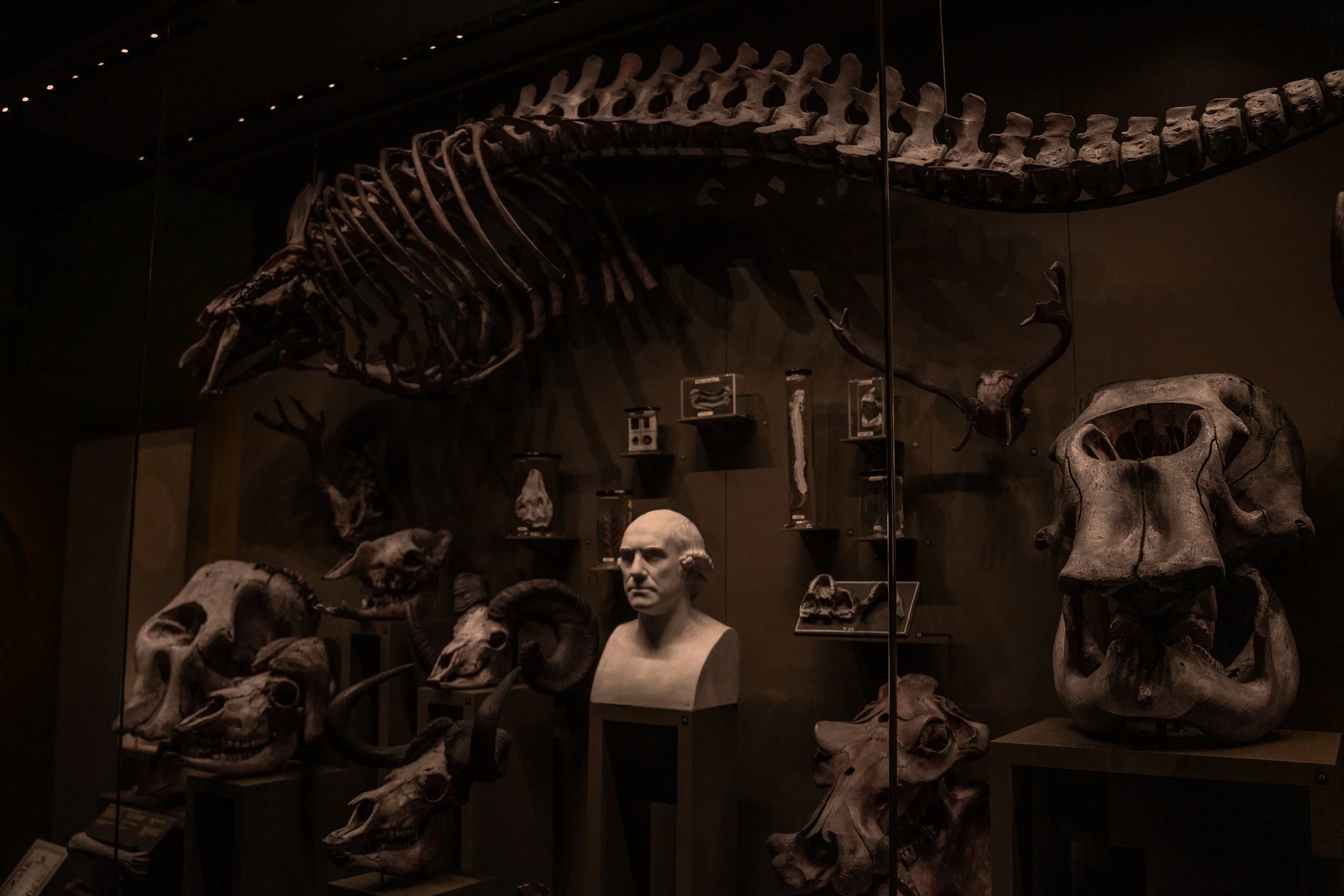 Hunterian Museum 2-2.jpg