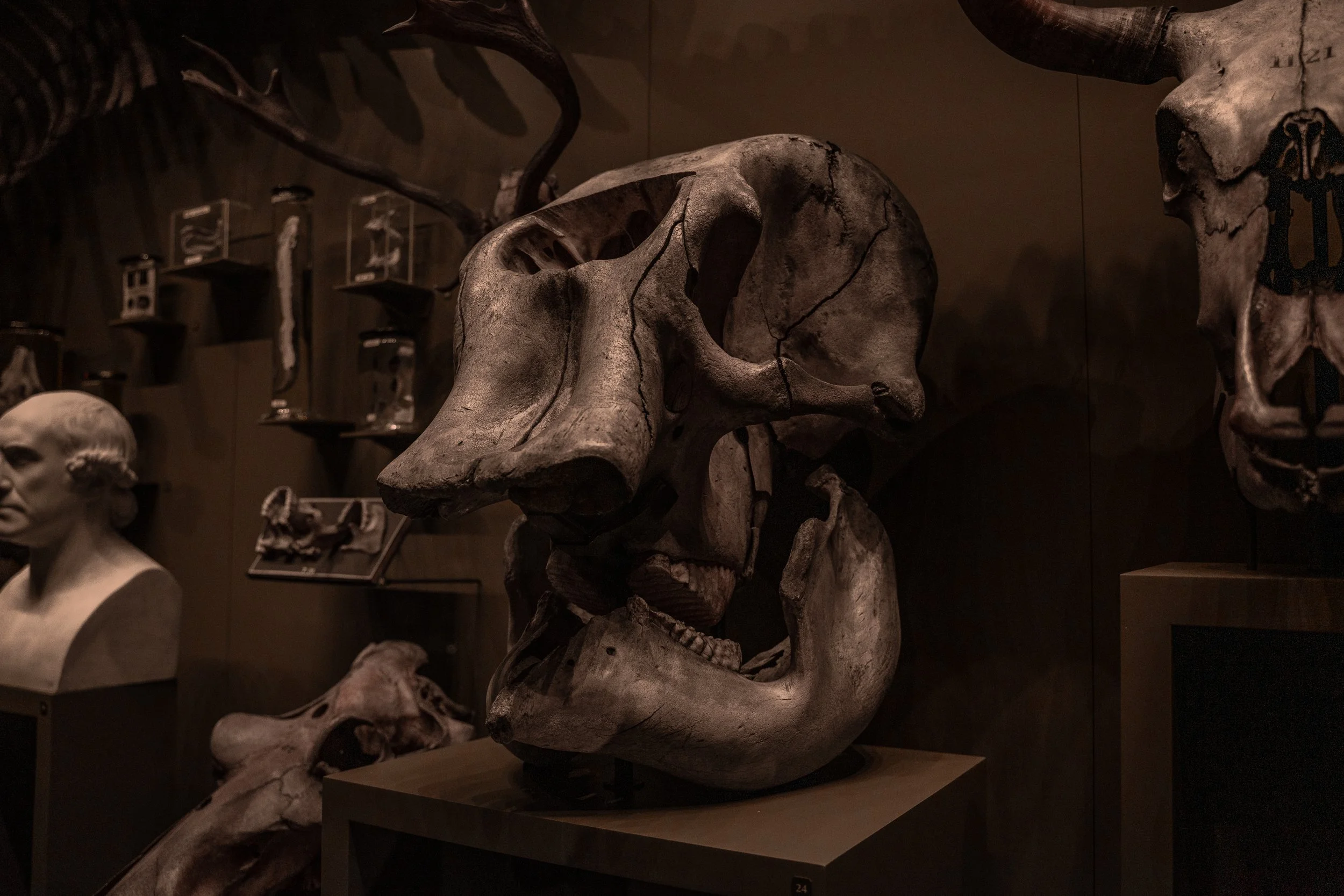 Hunterian Museum 3-2.jpg