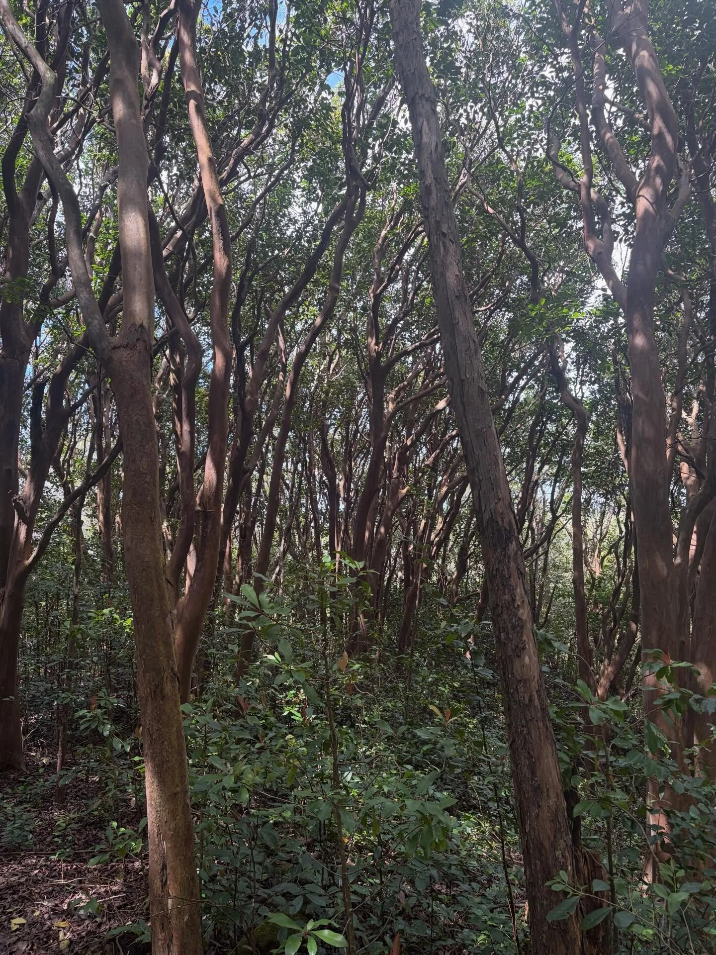 Nothing like getting lost in a new forest. 

Spring is here, which means summer is around the corner&hellip; we have a few spots left for our August retreat in  sun Valley, Idaho.

Link in the bio to claim them.