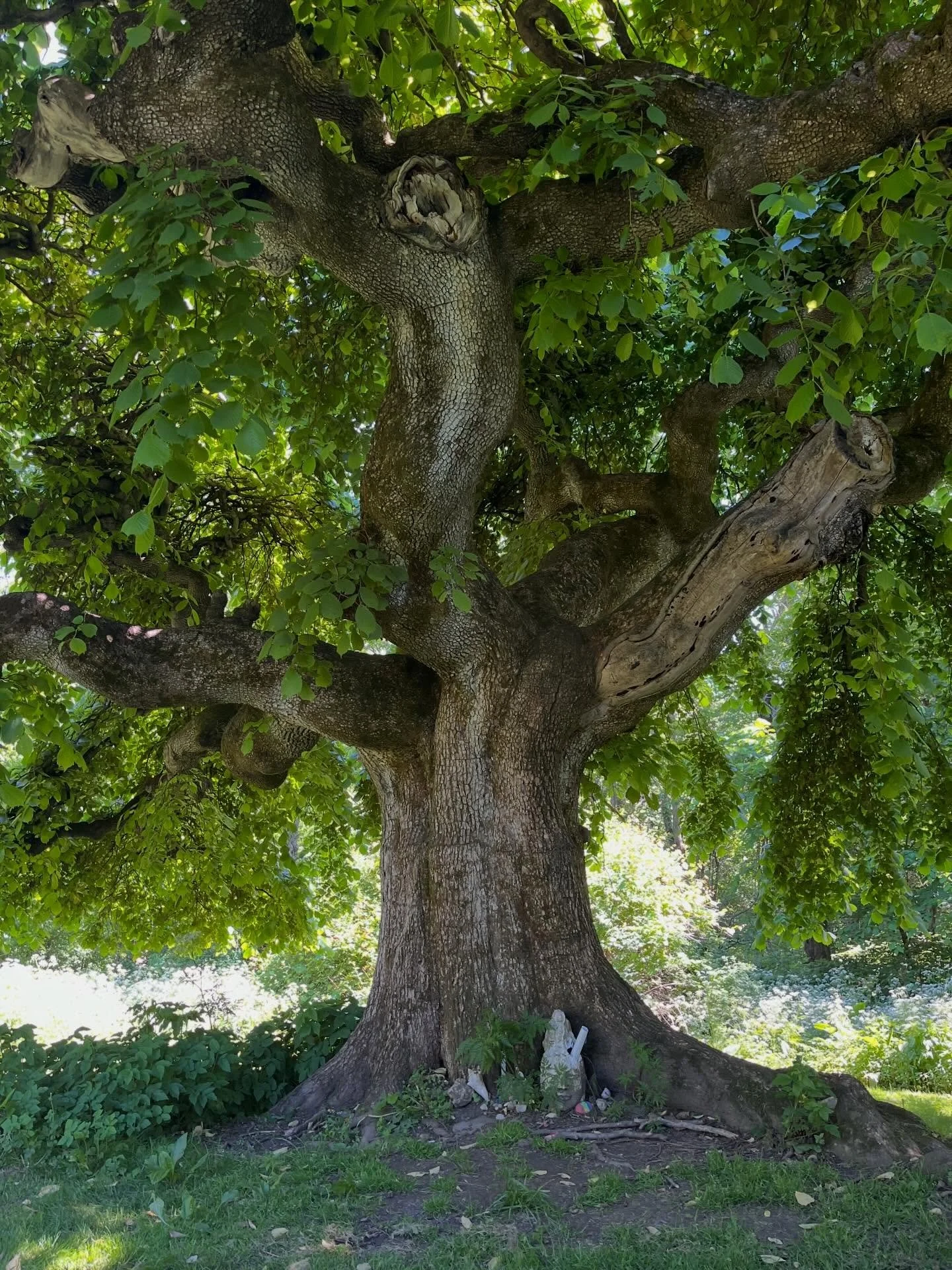 At our leadership we were tasked to go to the land and ask: what kind of leader do you need me to be? Here are some of the words that came to me while in conversation with this beautiful elm:

Soft
Supportive 
Firm
Friendly
Large
Rooted
Fluid
Colorfu
