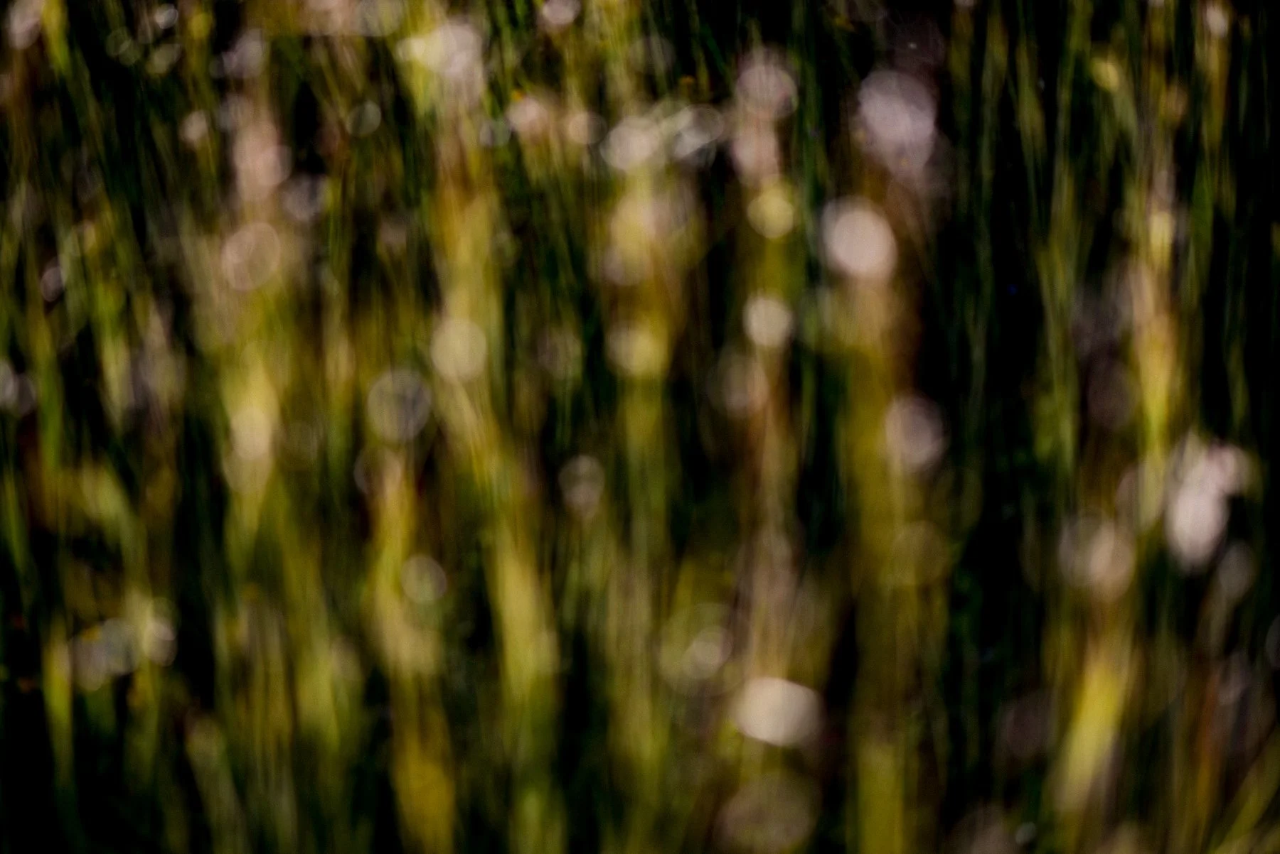 plantas-002.jpg