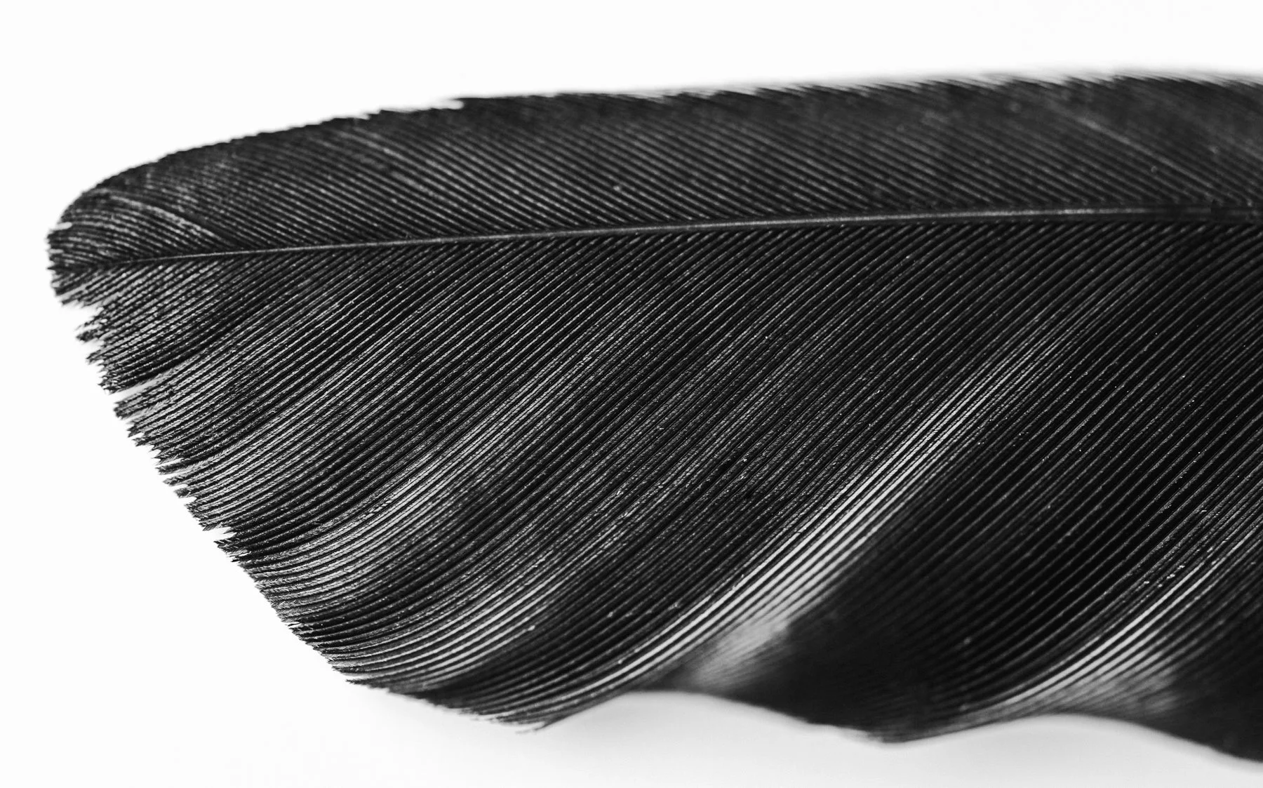 pluma-001.jpg