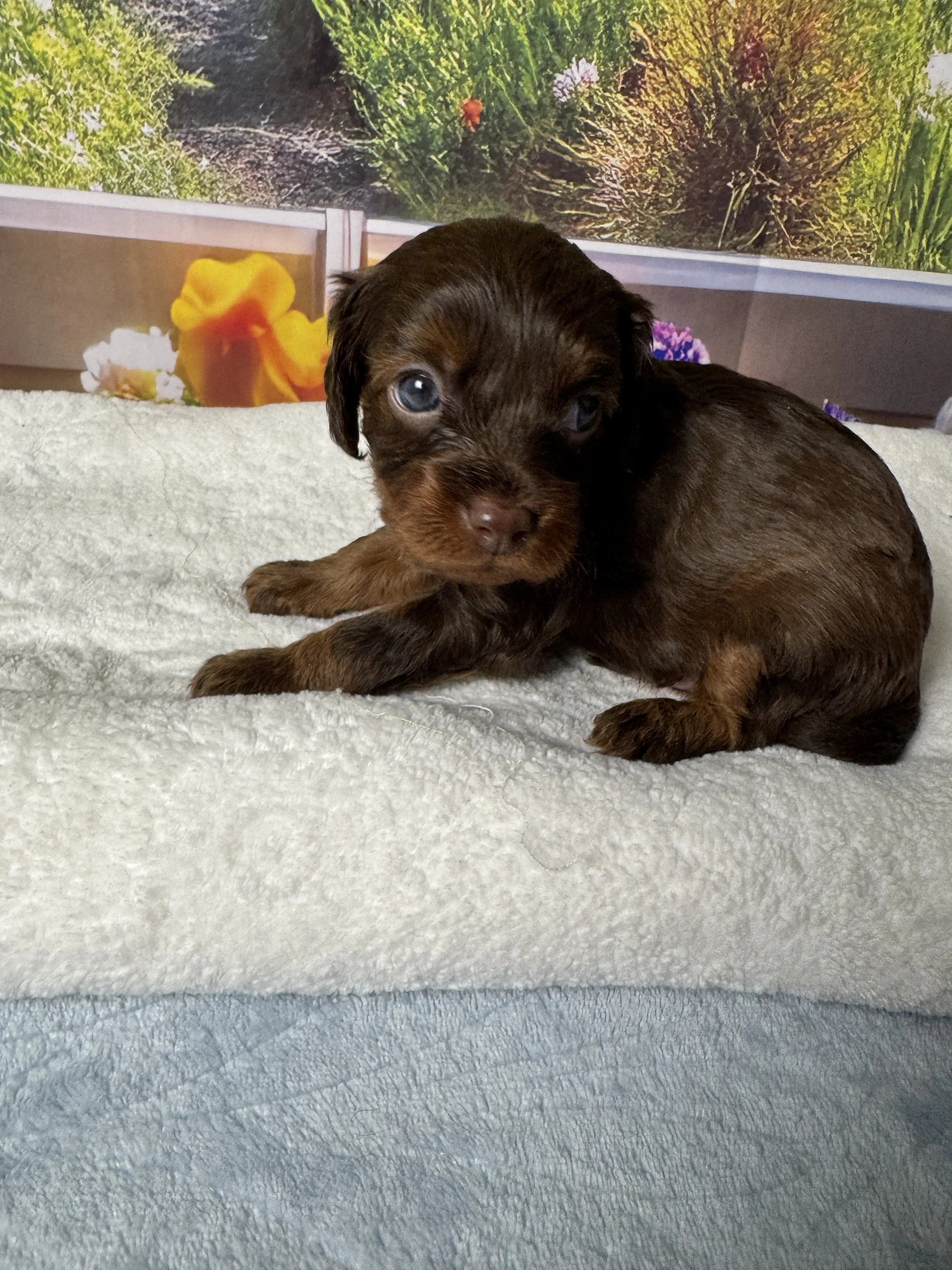 Rolo
