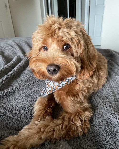 About — Mandy's Cavapoos