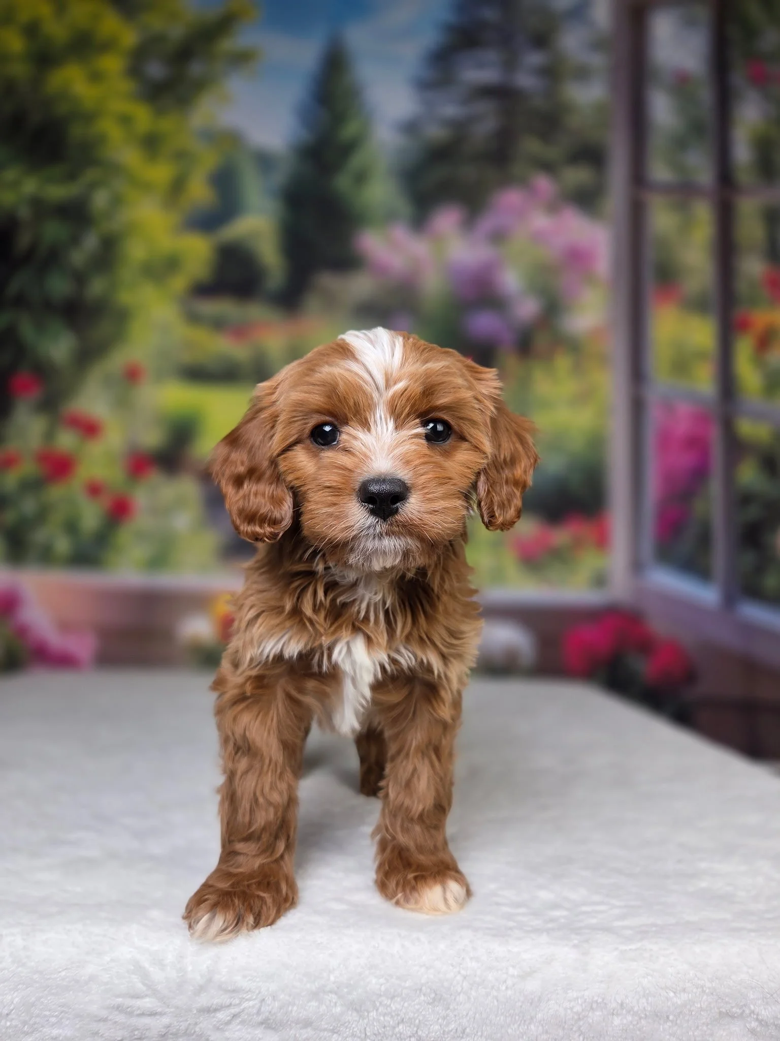 Romeo (SOLD)