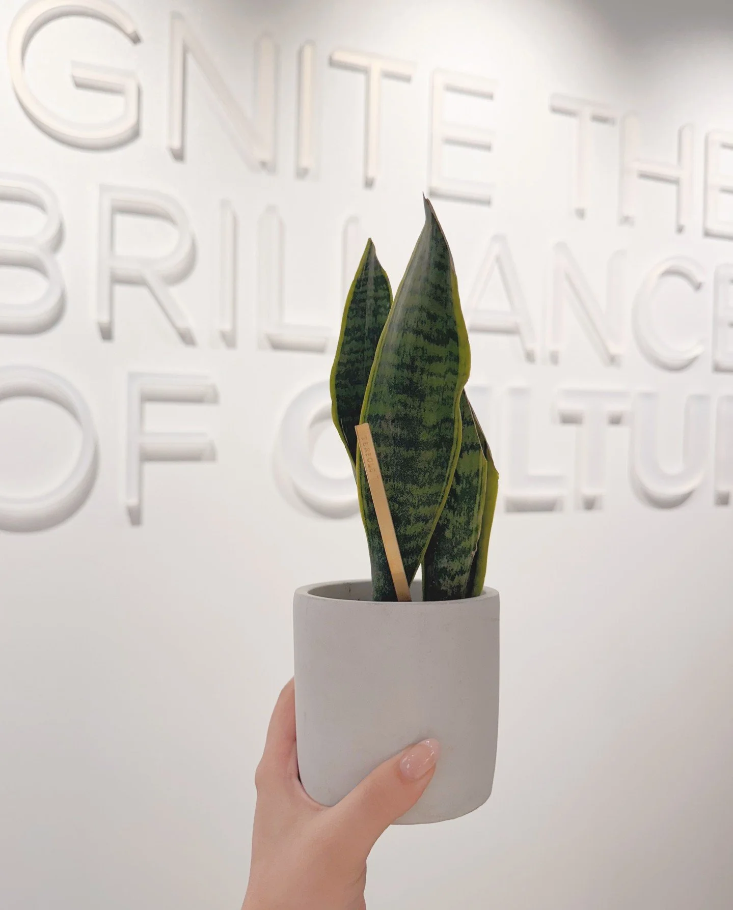 Rooted in growth 🌱

Each year on their TENFOLD anniversary, our team members receive a plant&mdash;a living symbol of growth, care, and the impact they&rsquo;ve made. It&rsquo;s a simple tradition, but a meaningful one. A moment to pause, reflect, a
