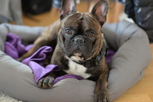 Dog Anger Management